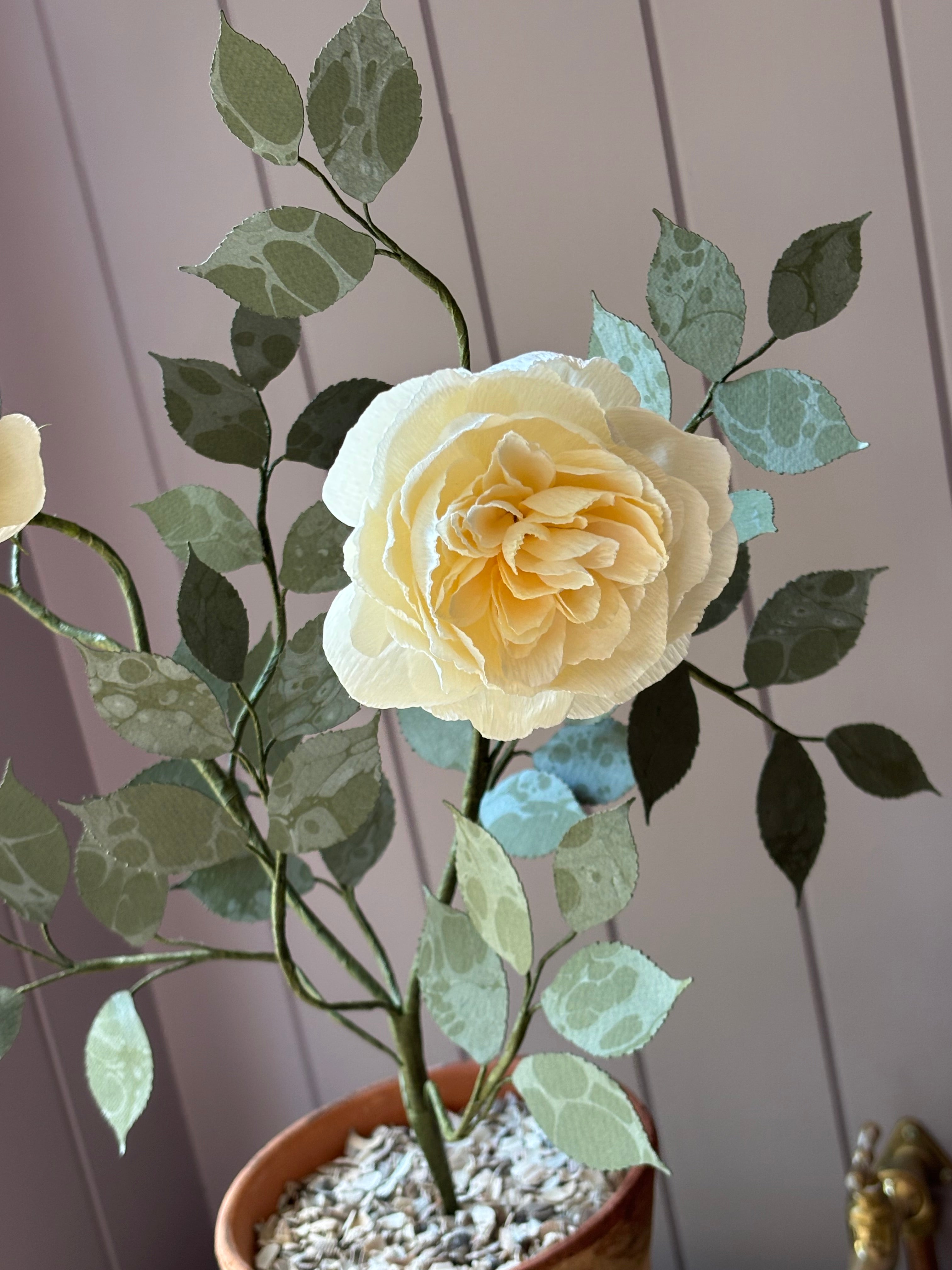 Paper Shrub Rose