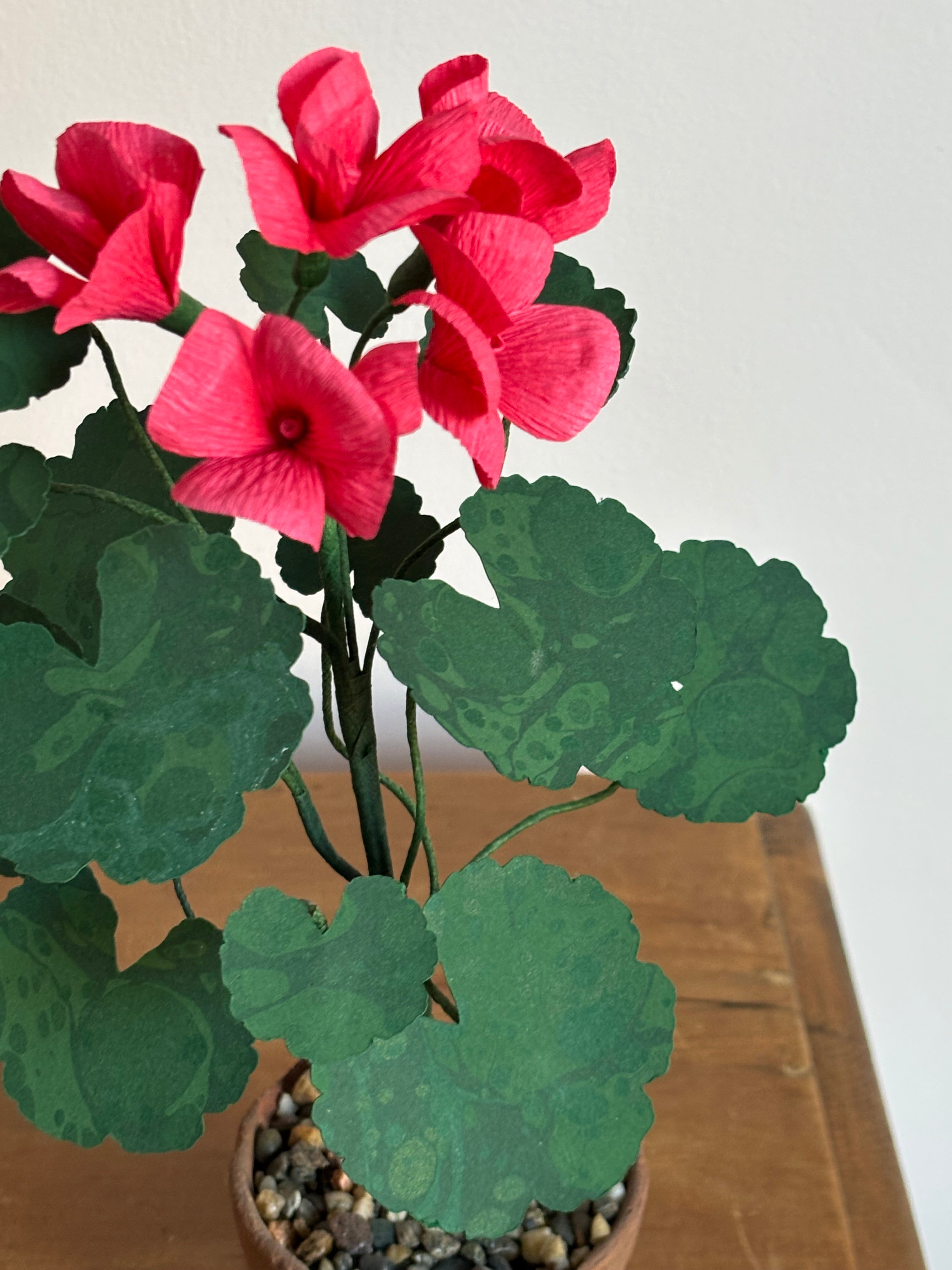 Paper Geranium