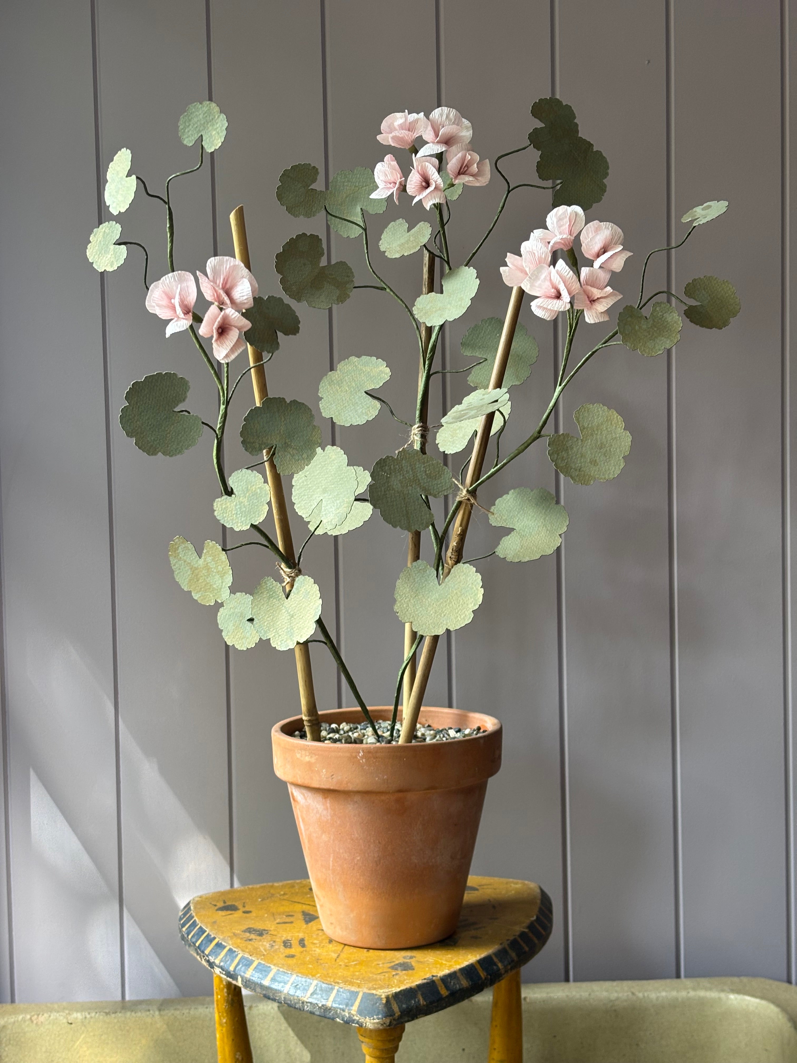 Paper geranium