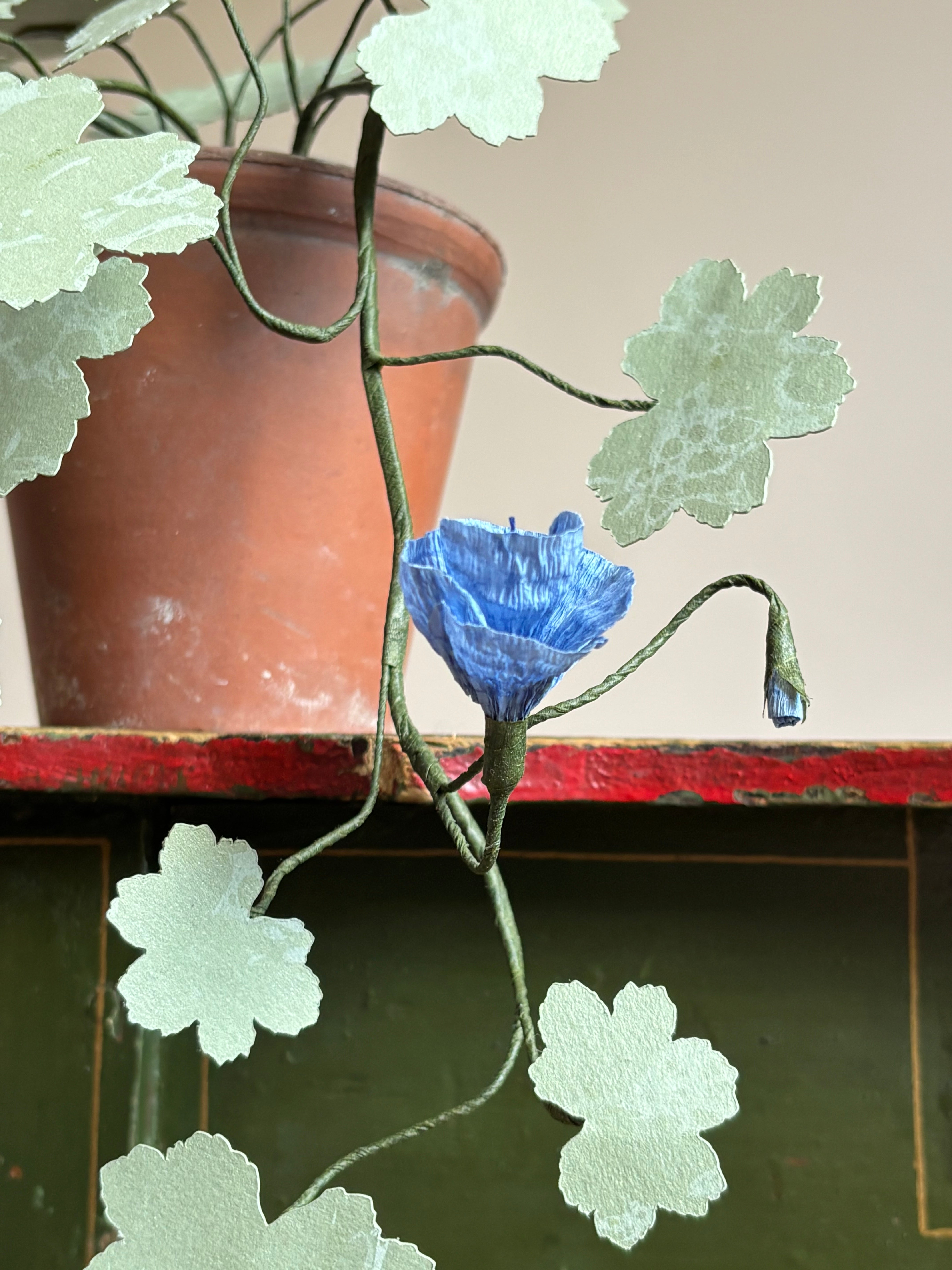 Paper hardy Geranium, trailing