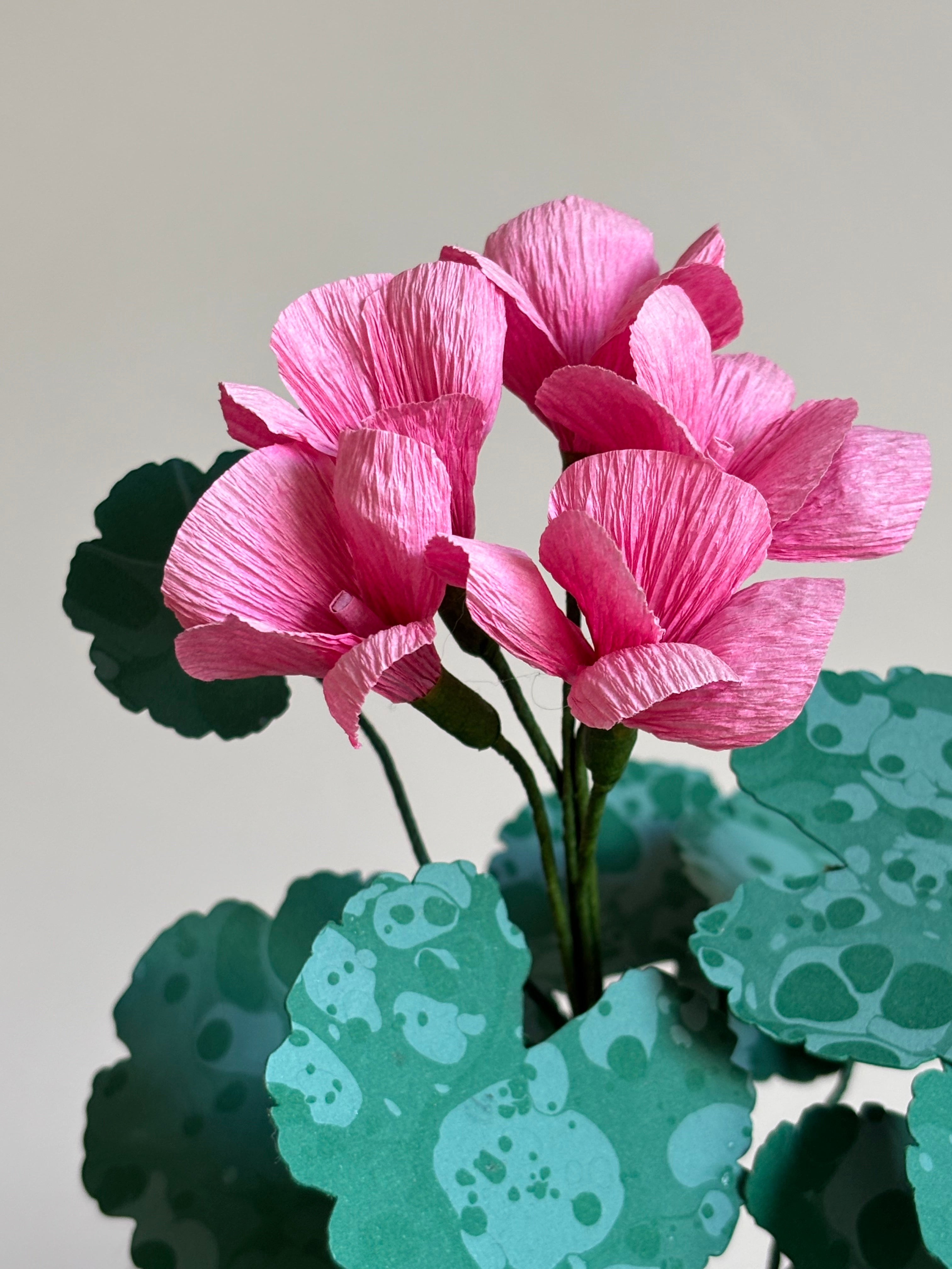 Paper Geranium