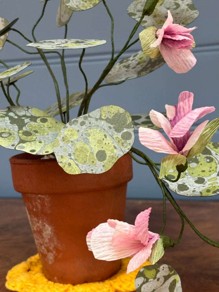 Nasturtium