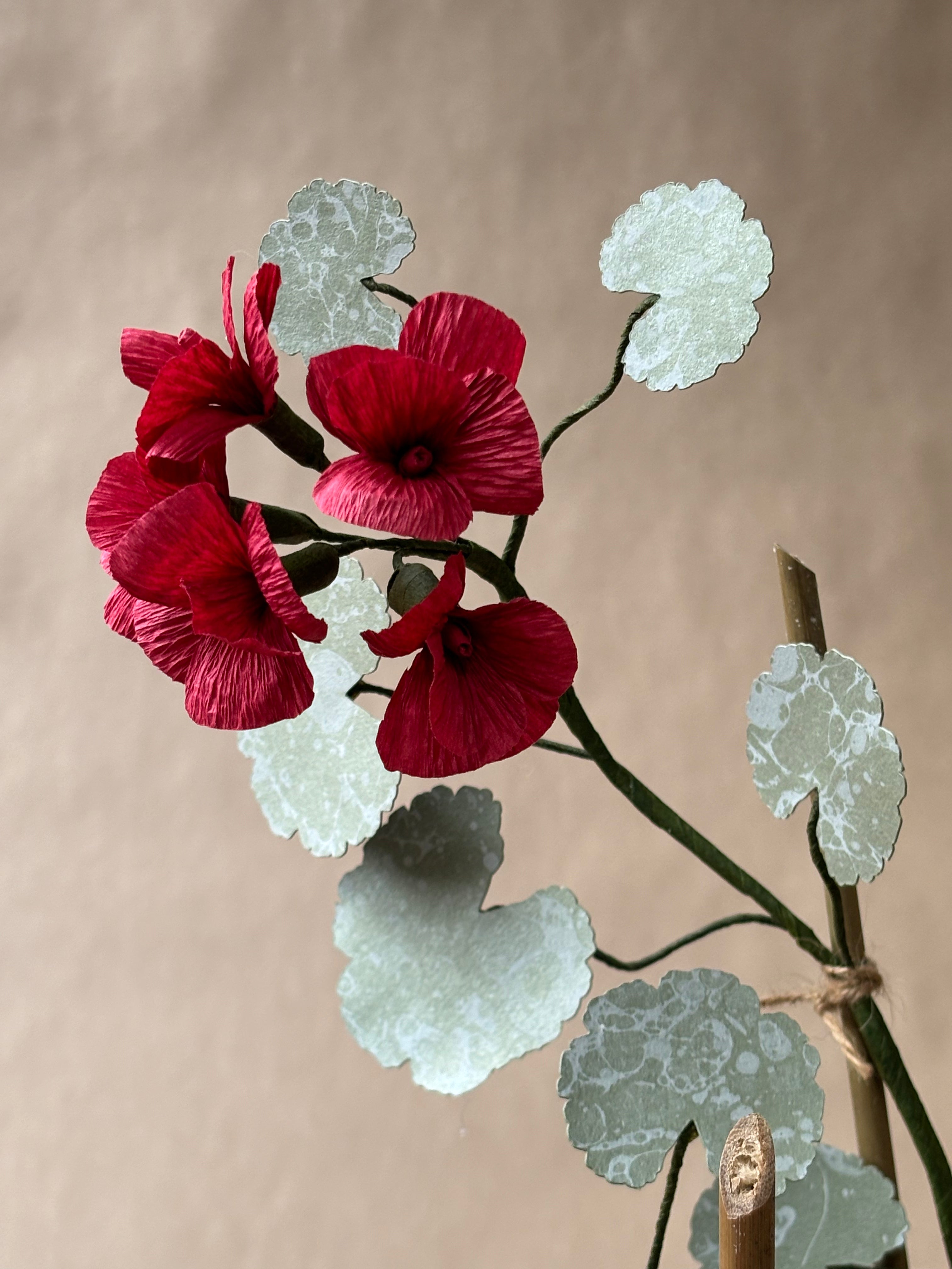 Geranium