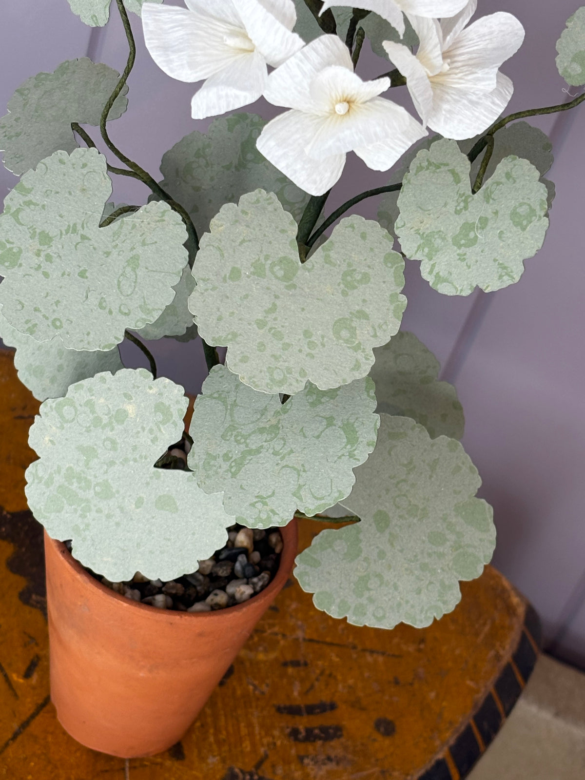 Paper geranium