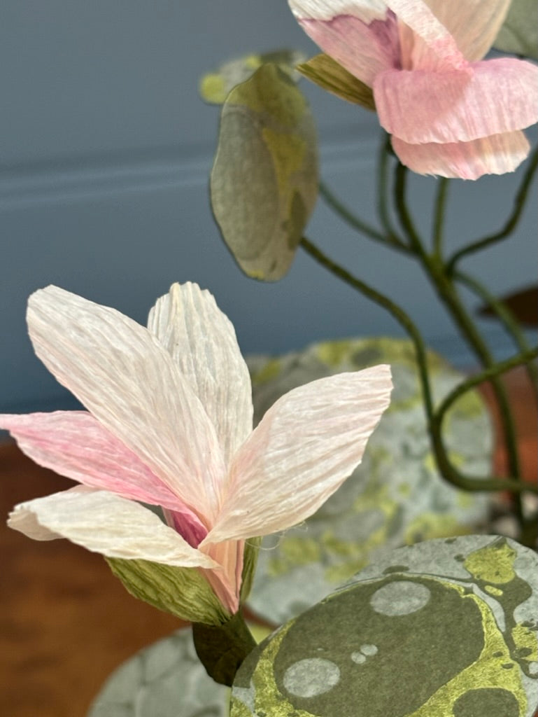 Nasturtium