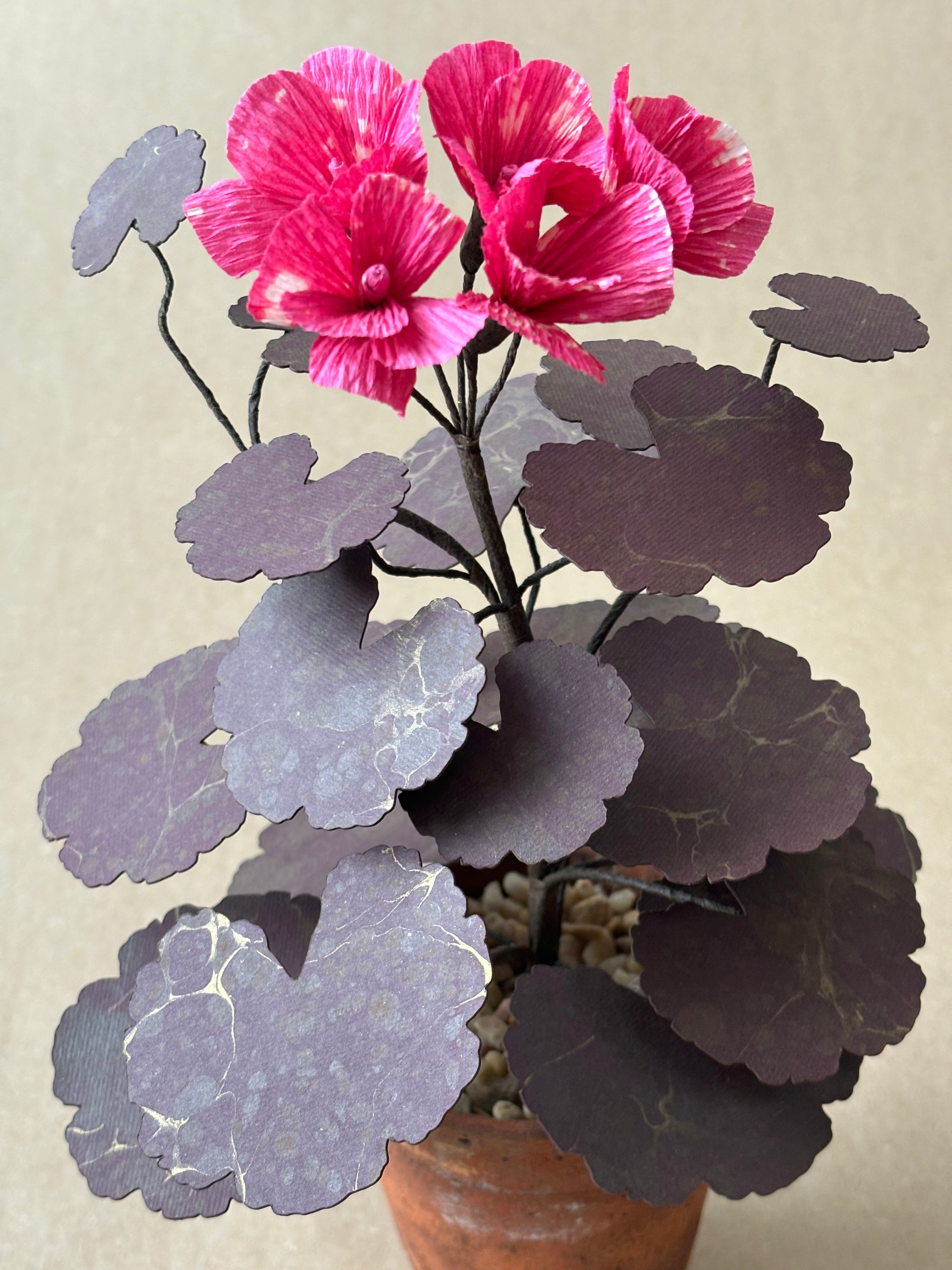 Geranium