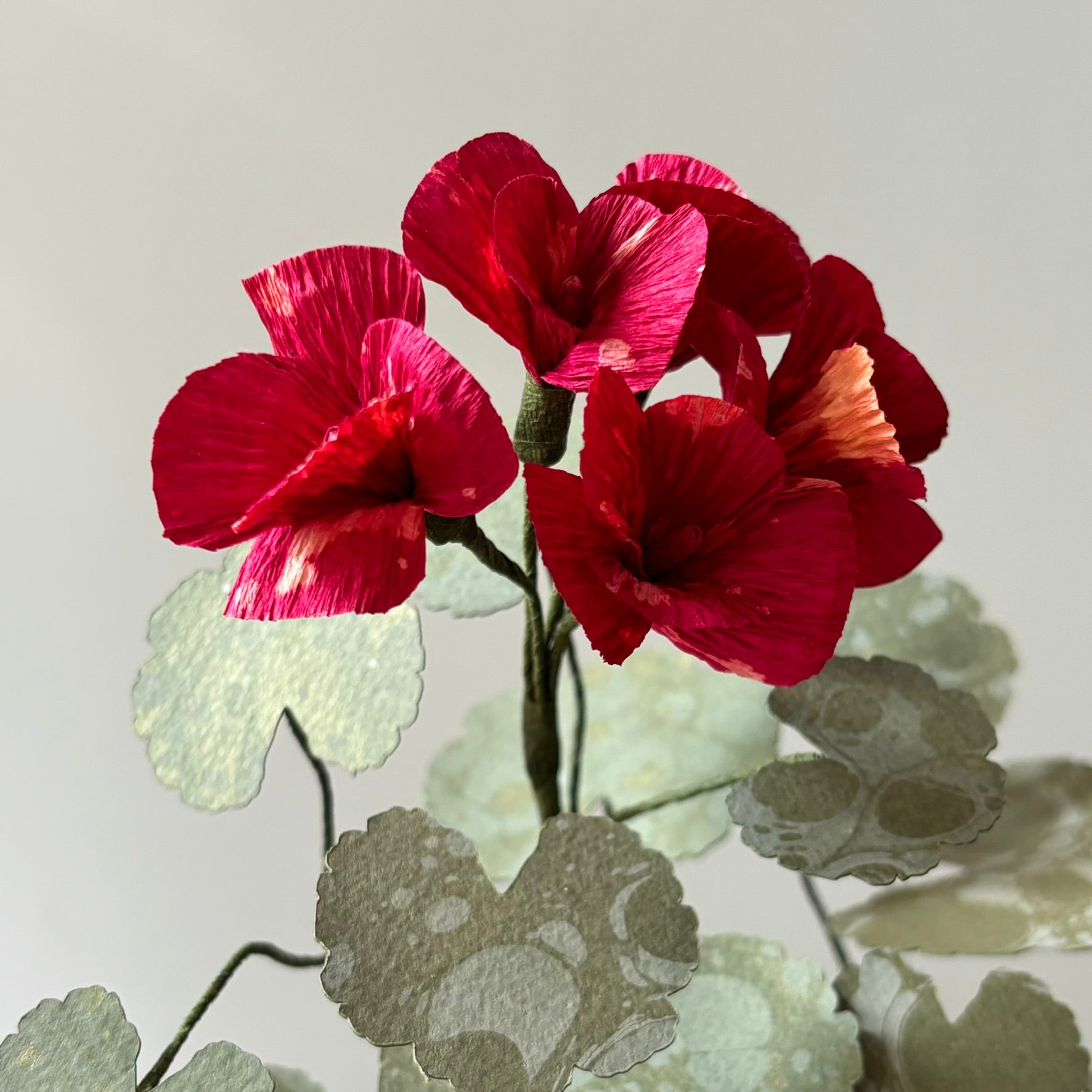 Paper Geranium