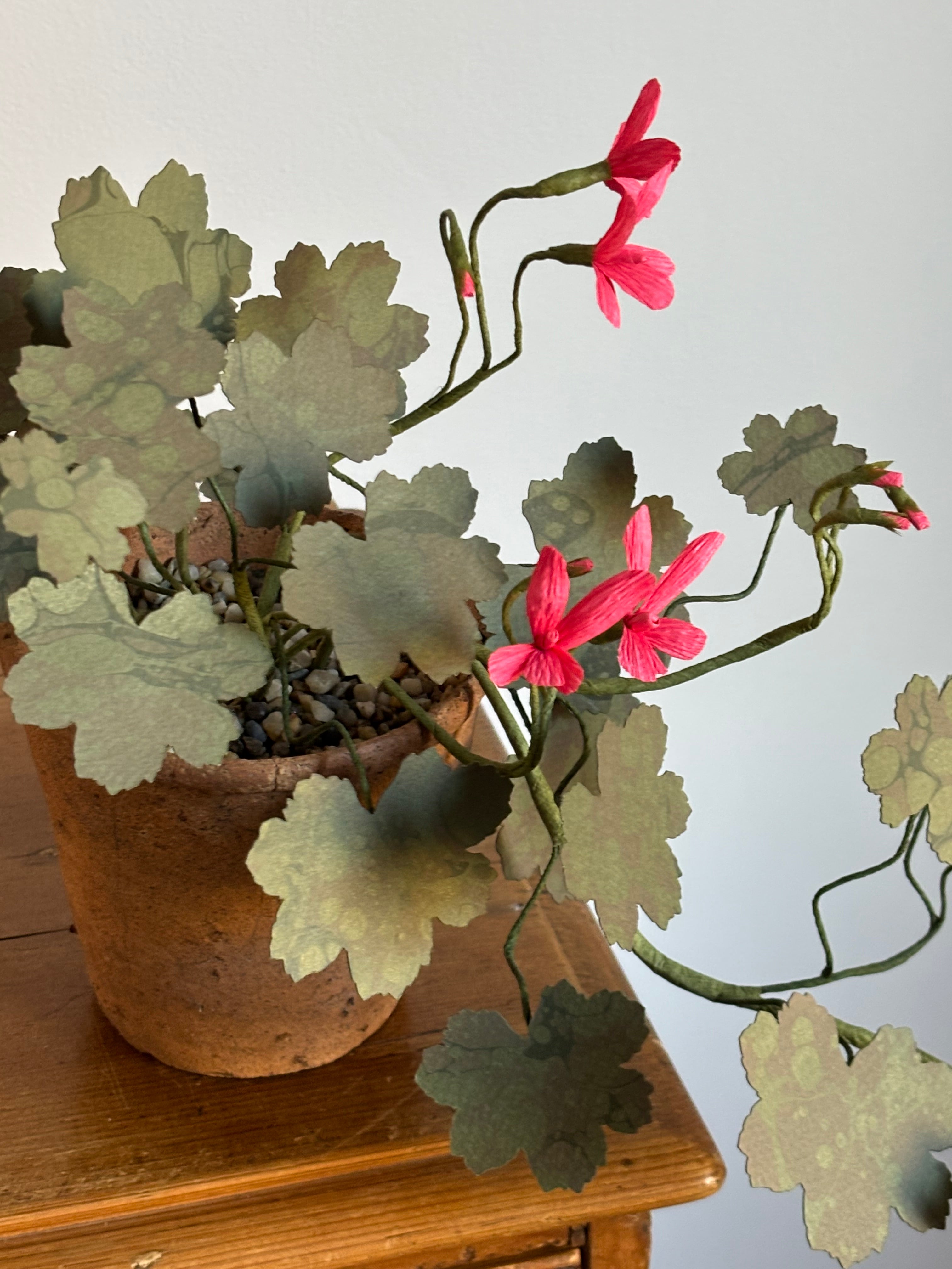 Paper Geranium, trailing