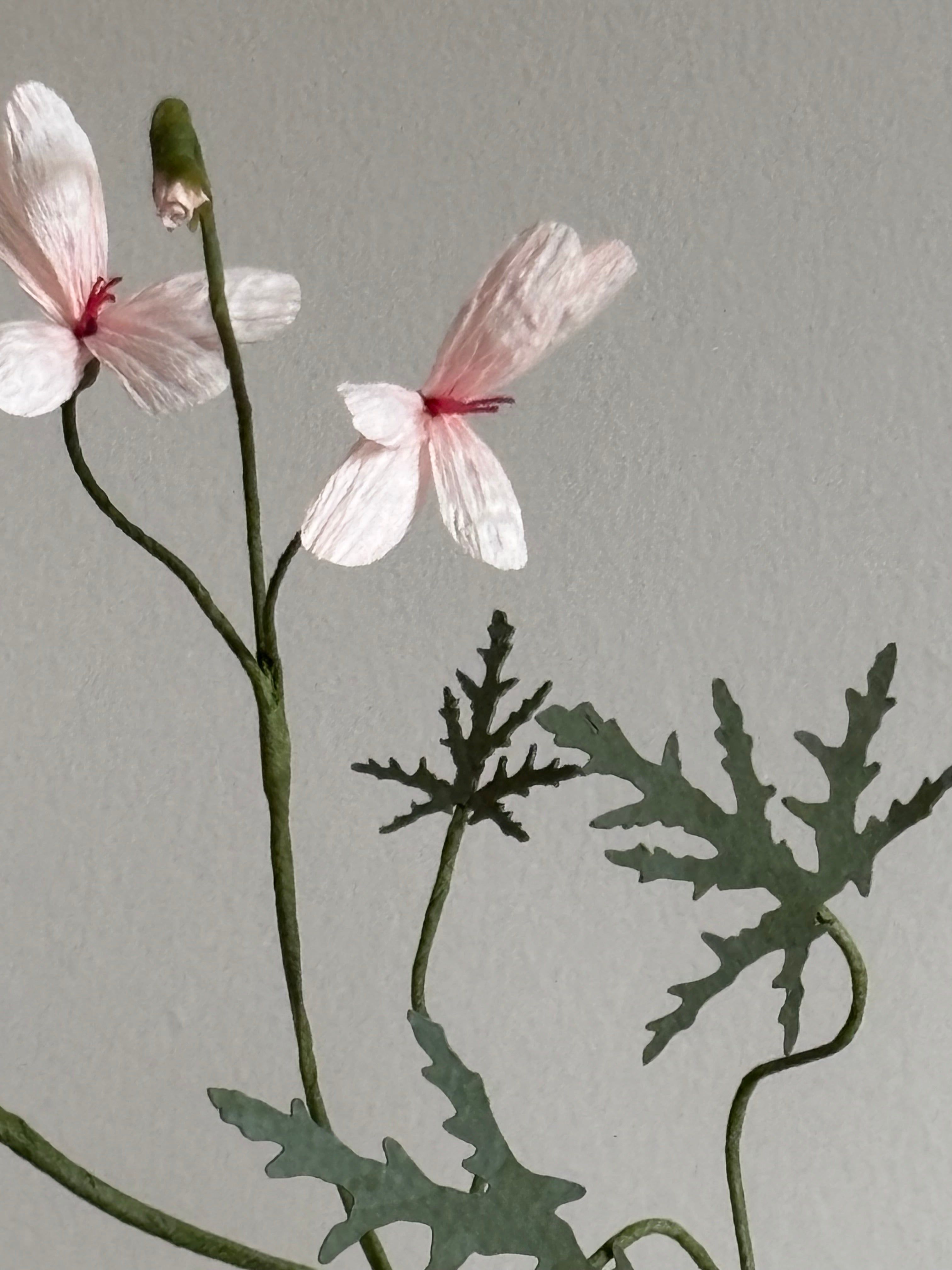 Paper Pelargonium, inspired by Pelargonium graveolens