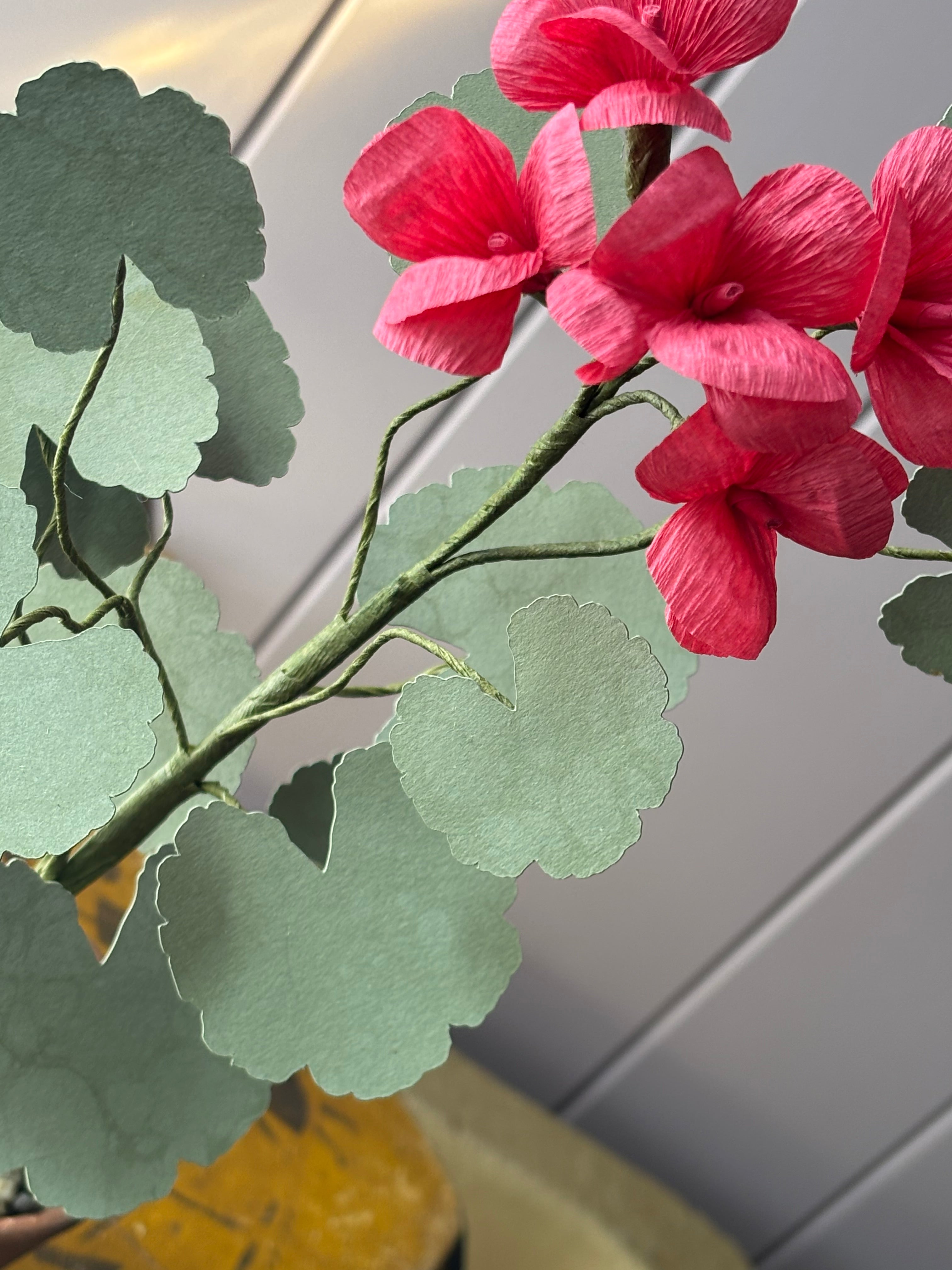 Paper geranium