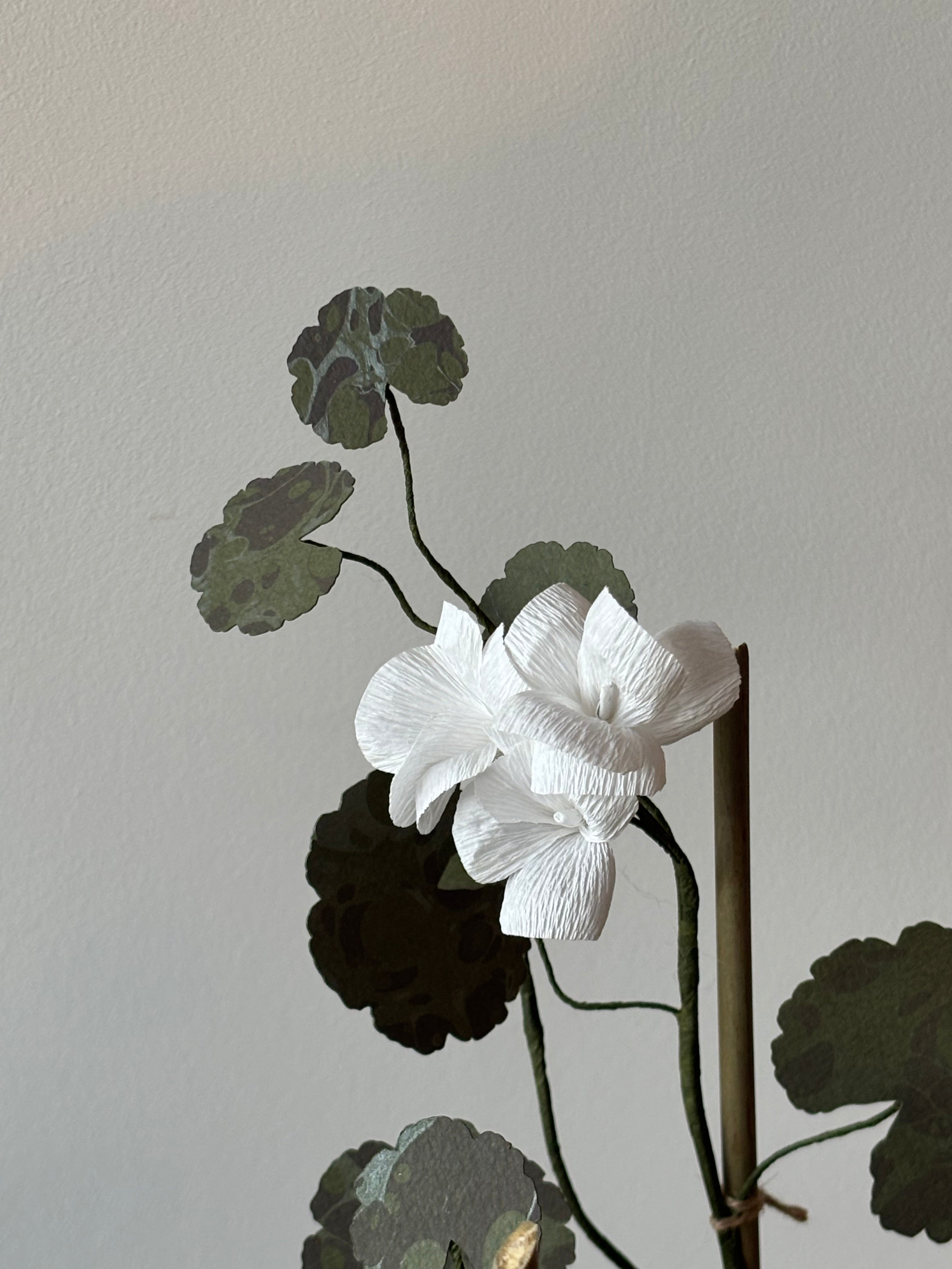 Paper Geranium