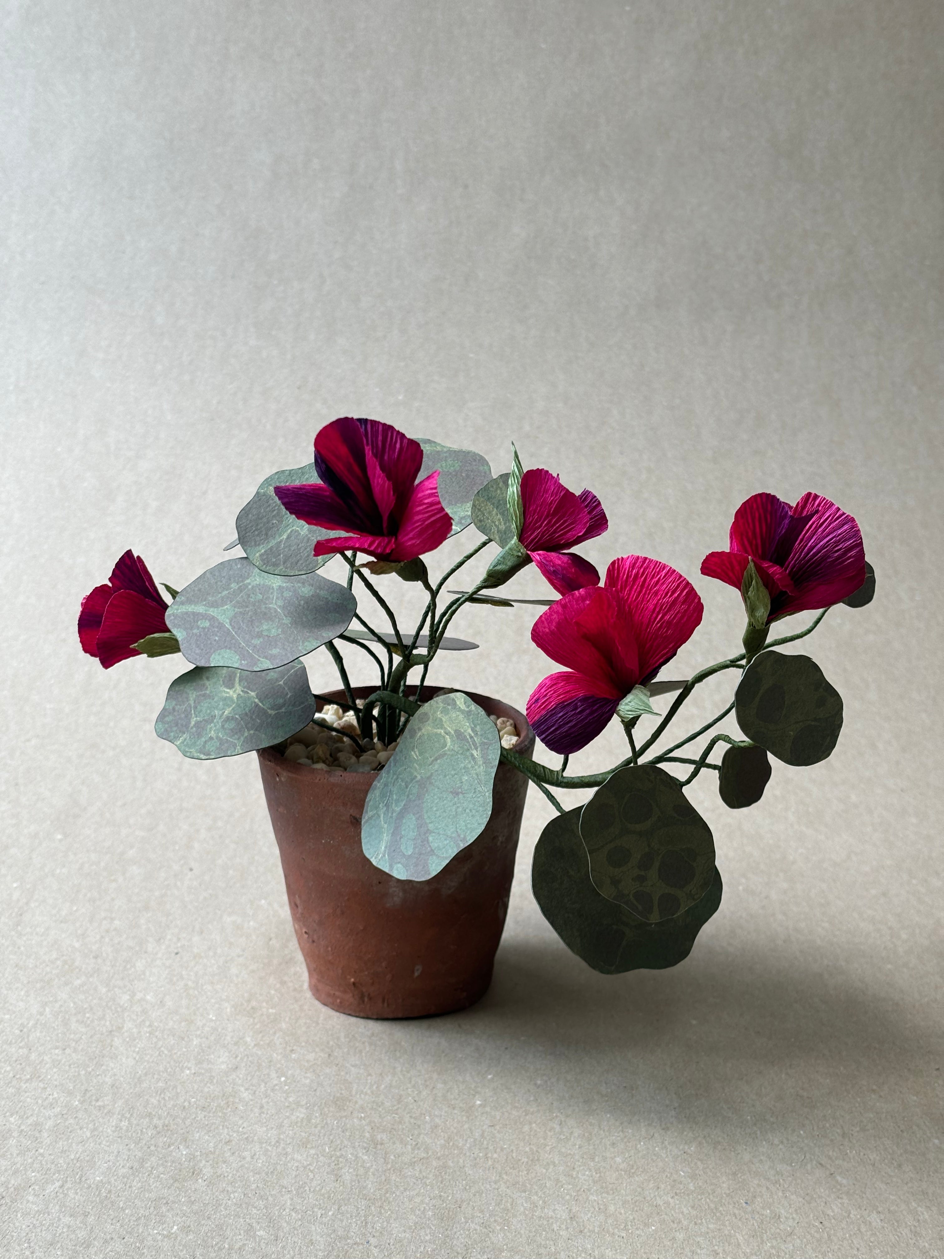 Nasturtium, trailing