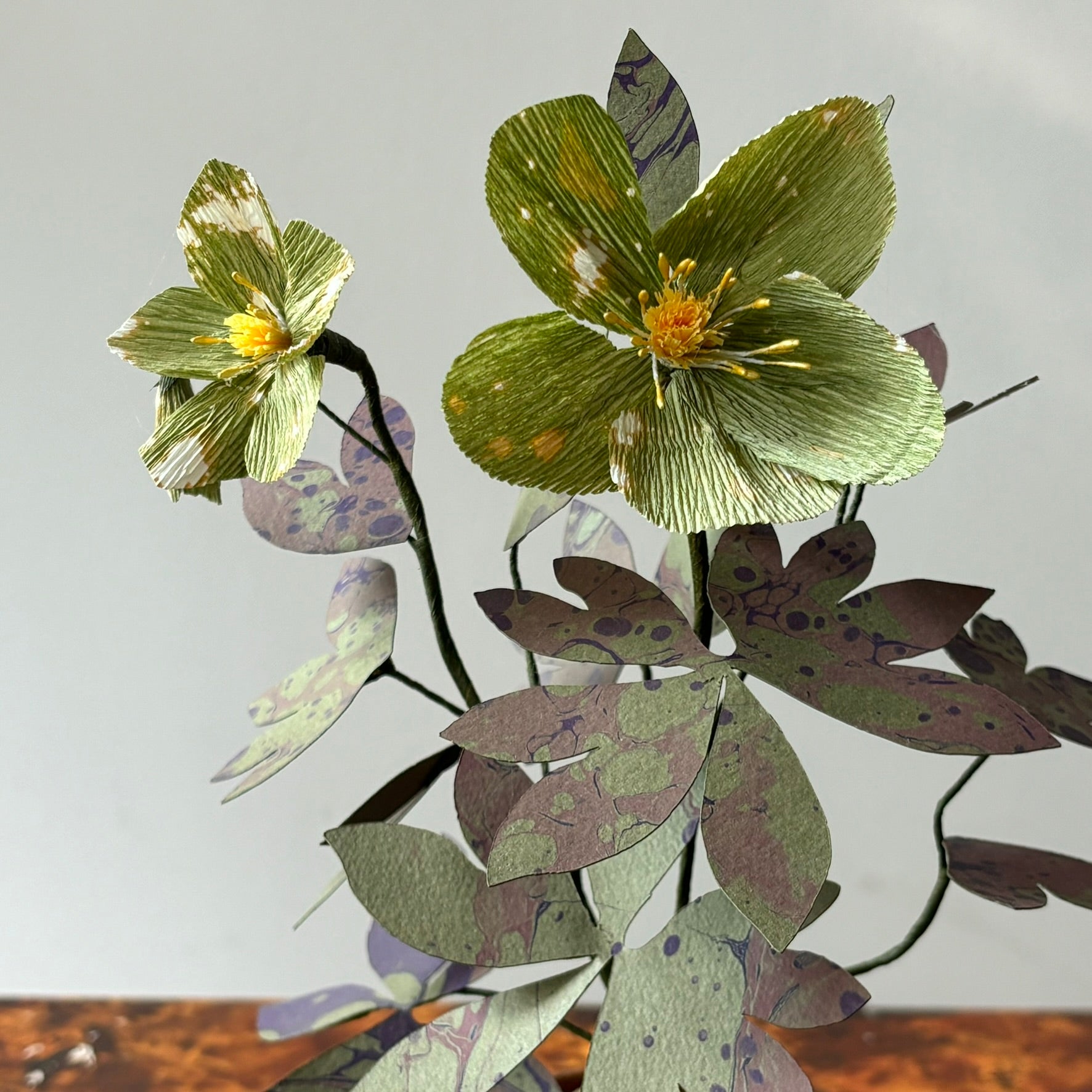 Paper Hellebore