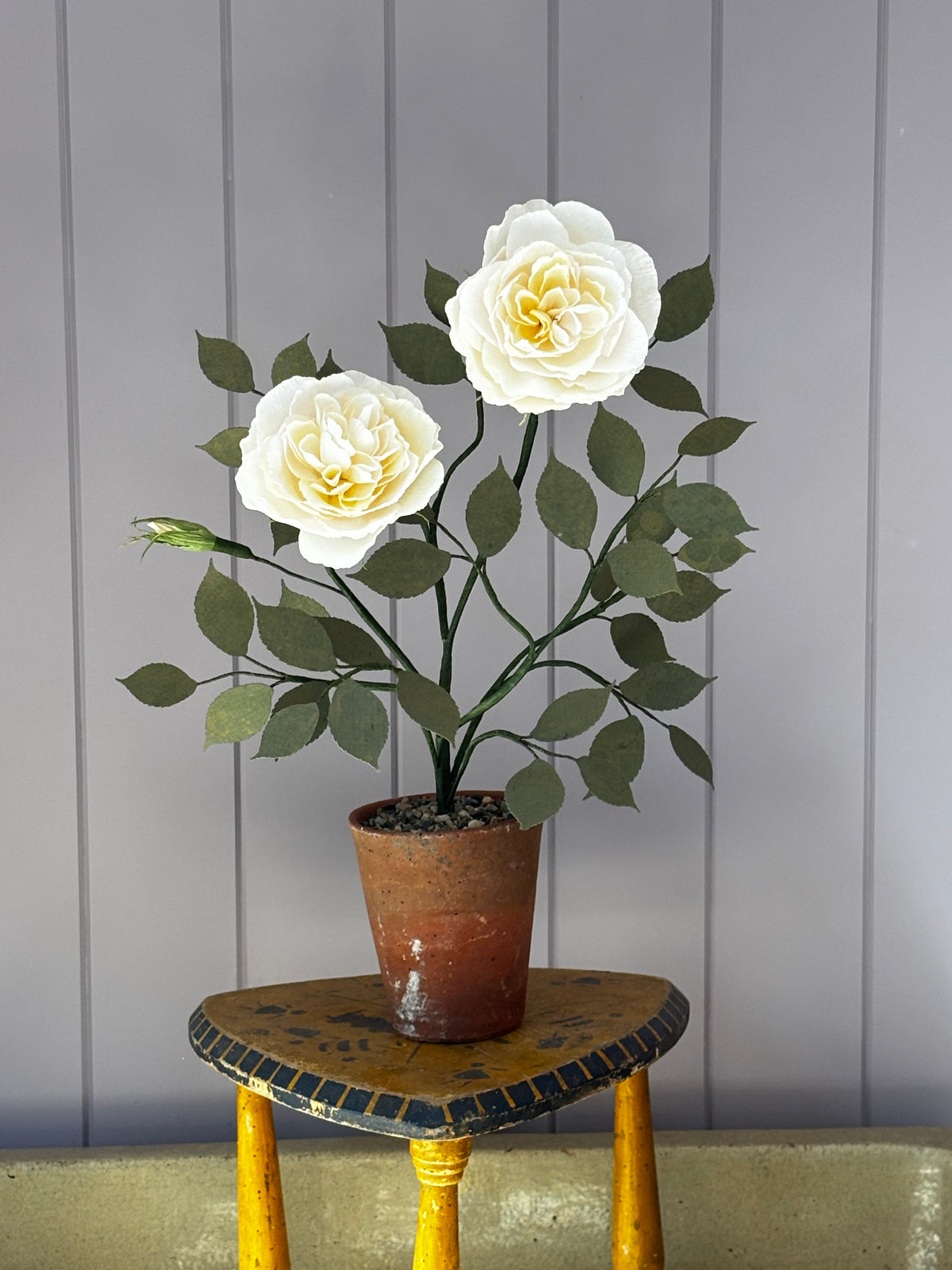 Paper Shrub Rose