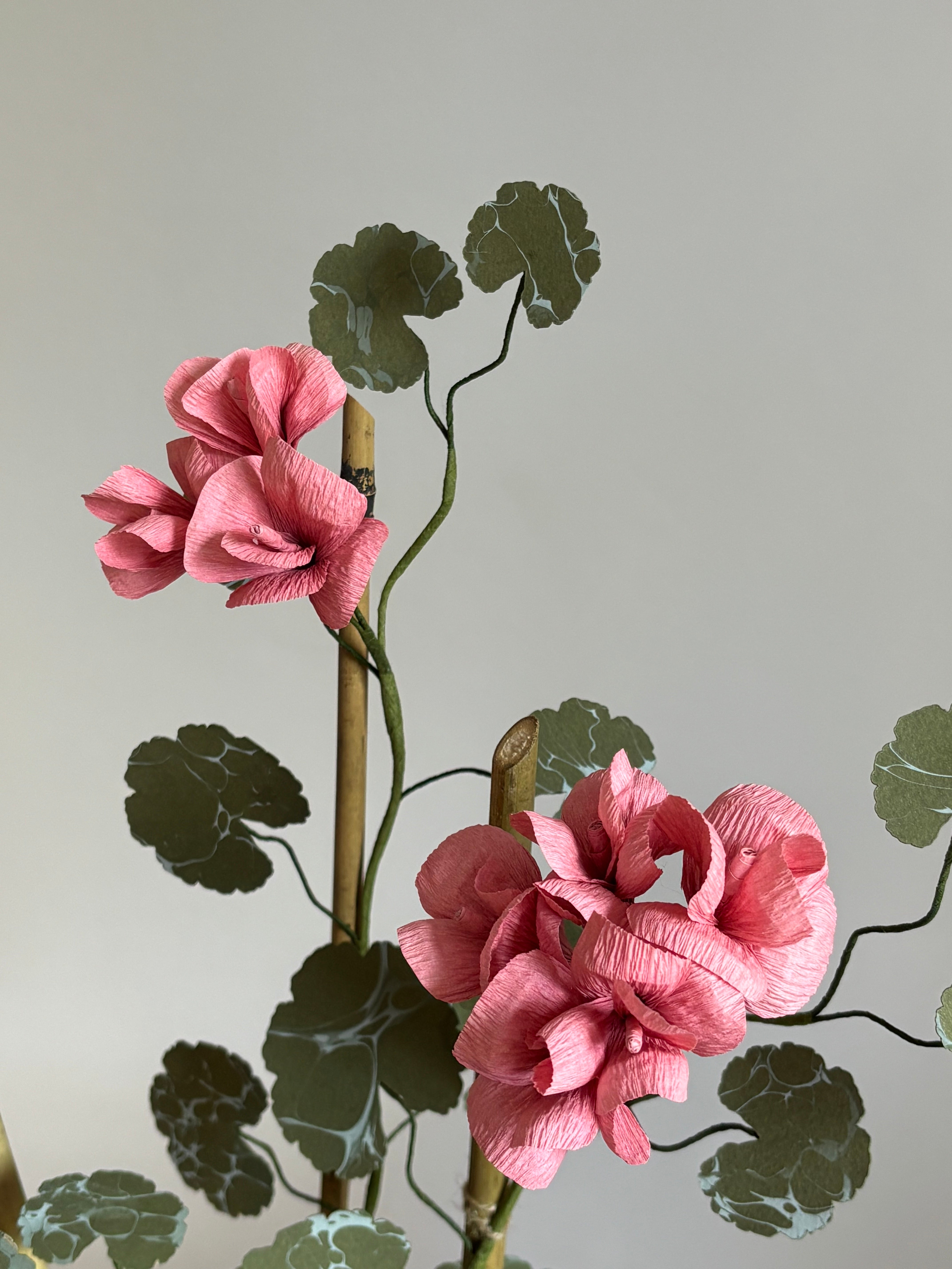 Paper Geranium