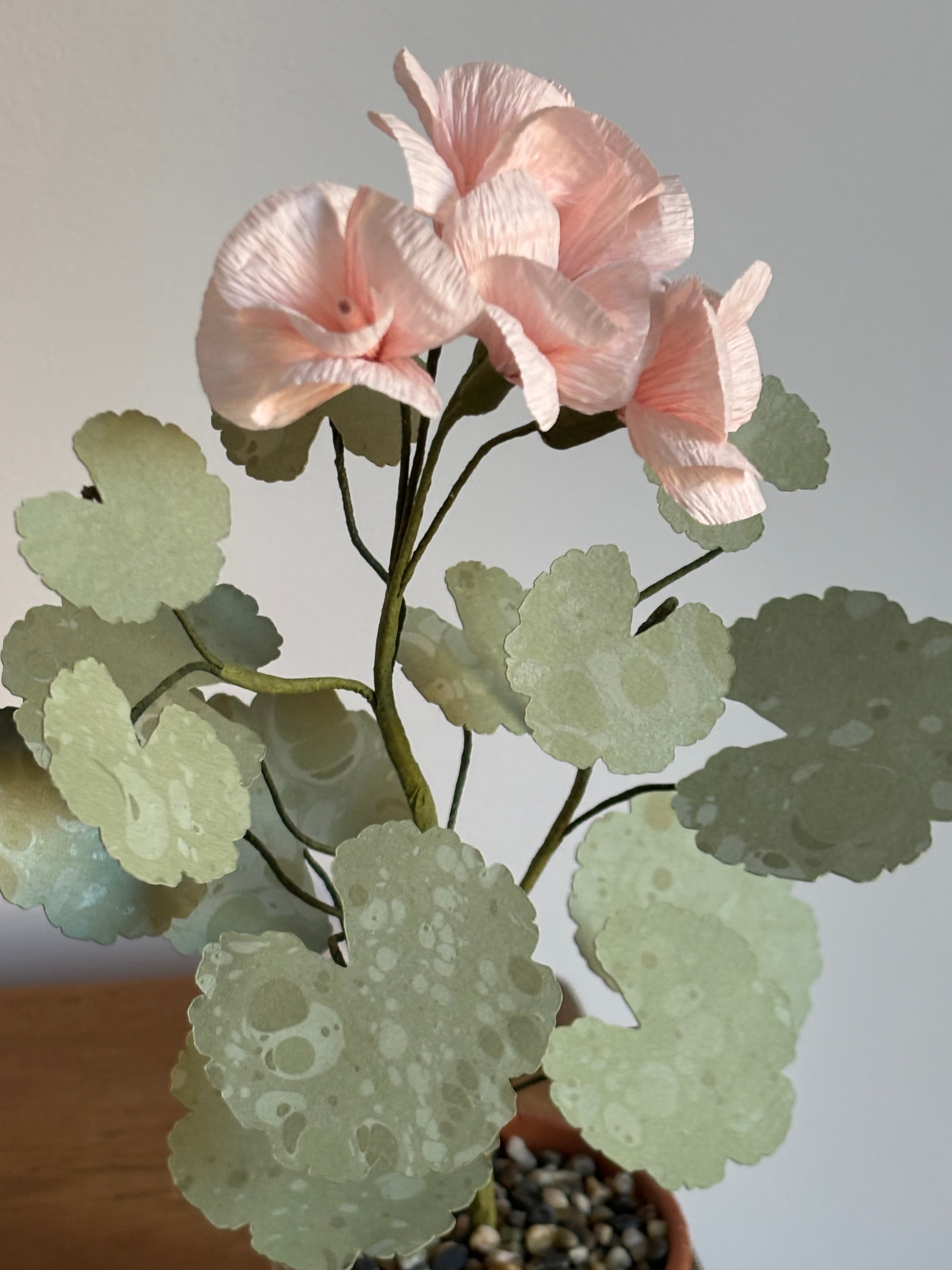 Paper Geranium
