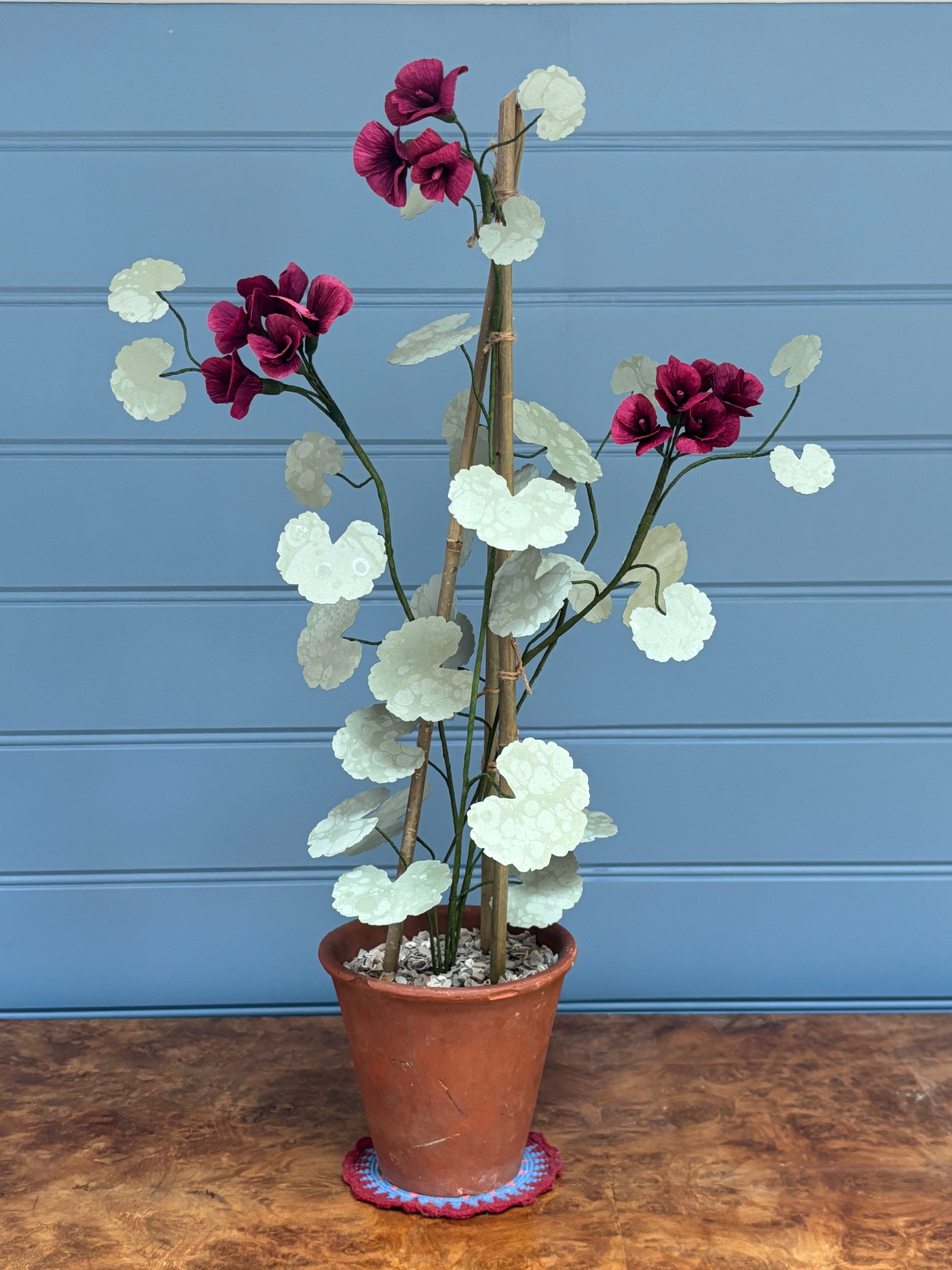 Geranium