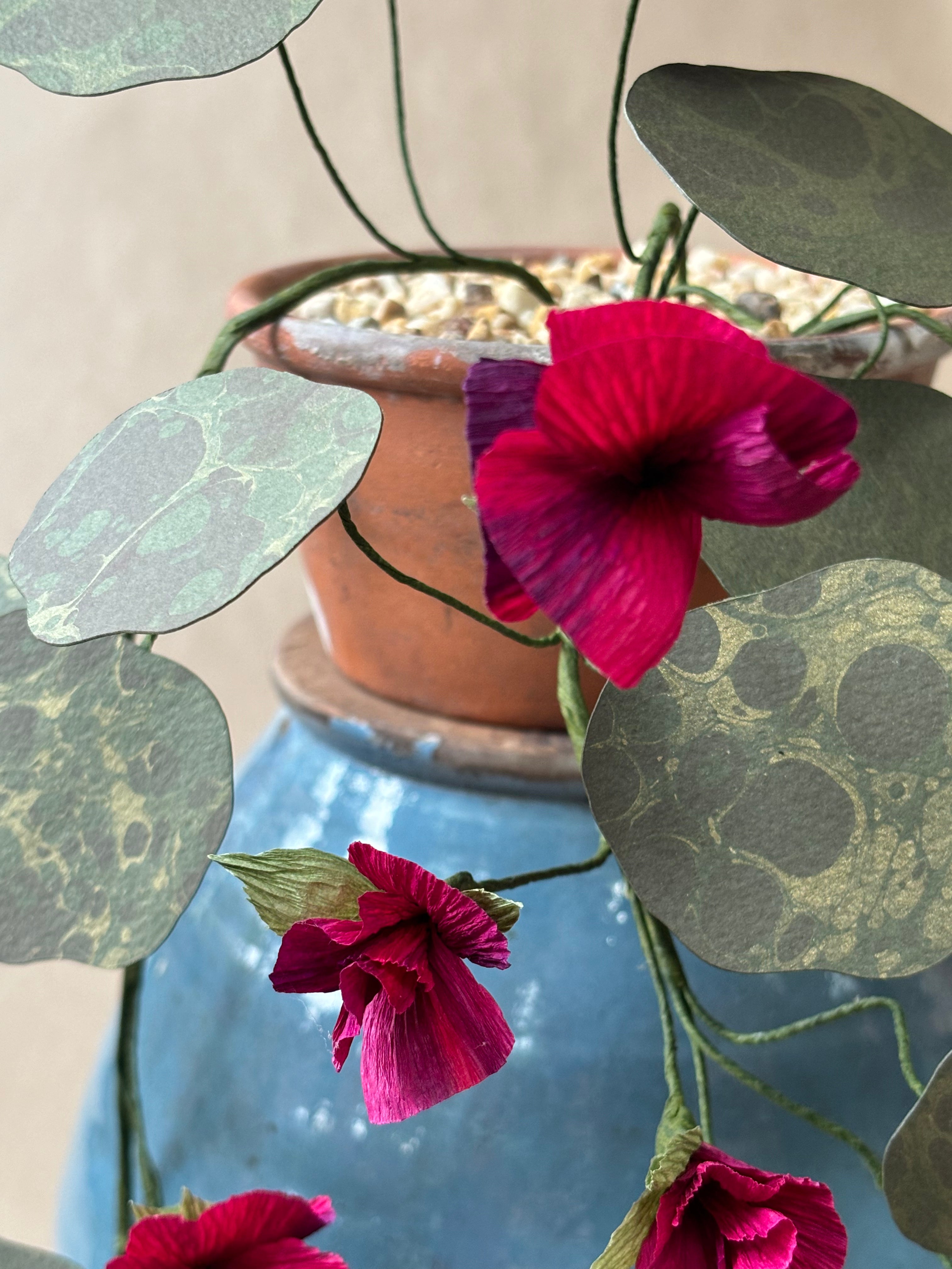 Nasturtium, trailing