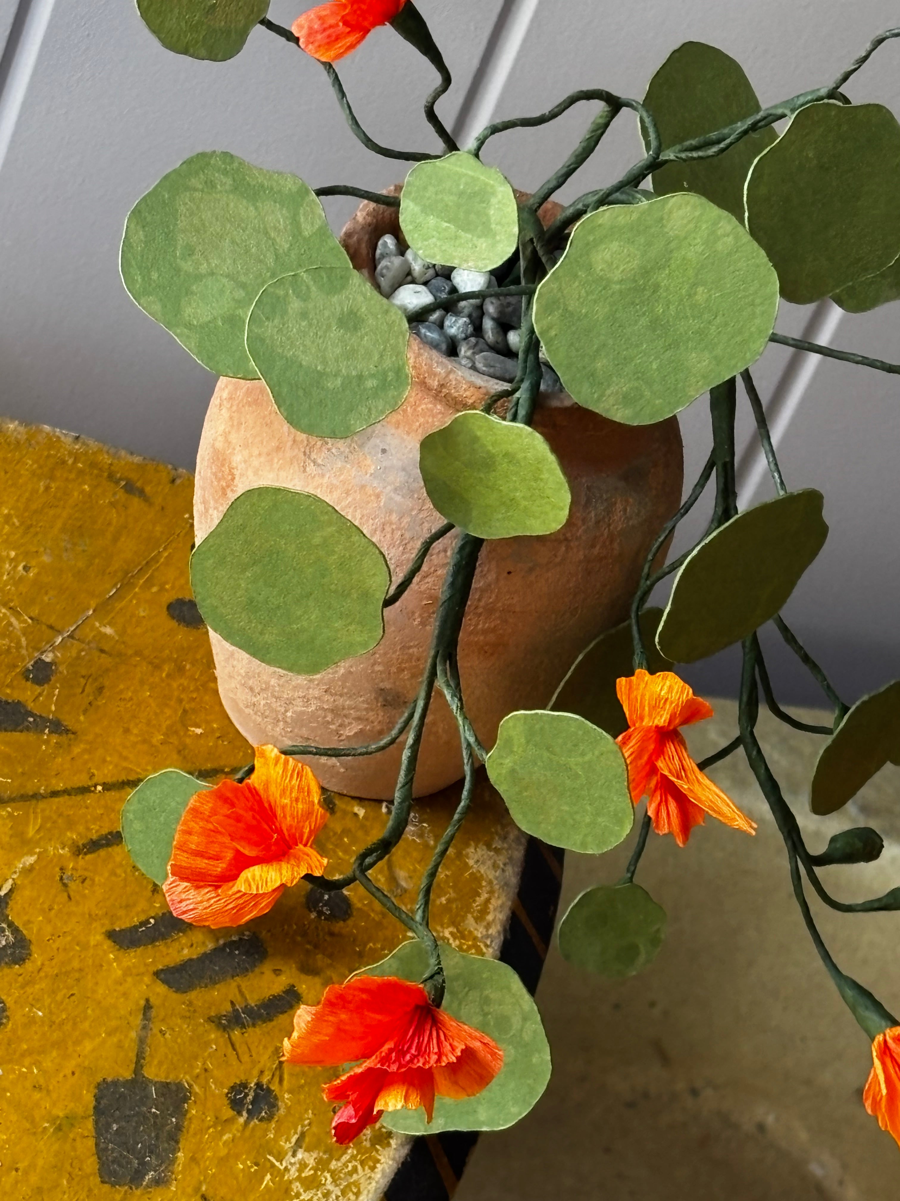 Paper Nasturtium, trailing mini