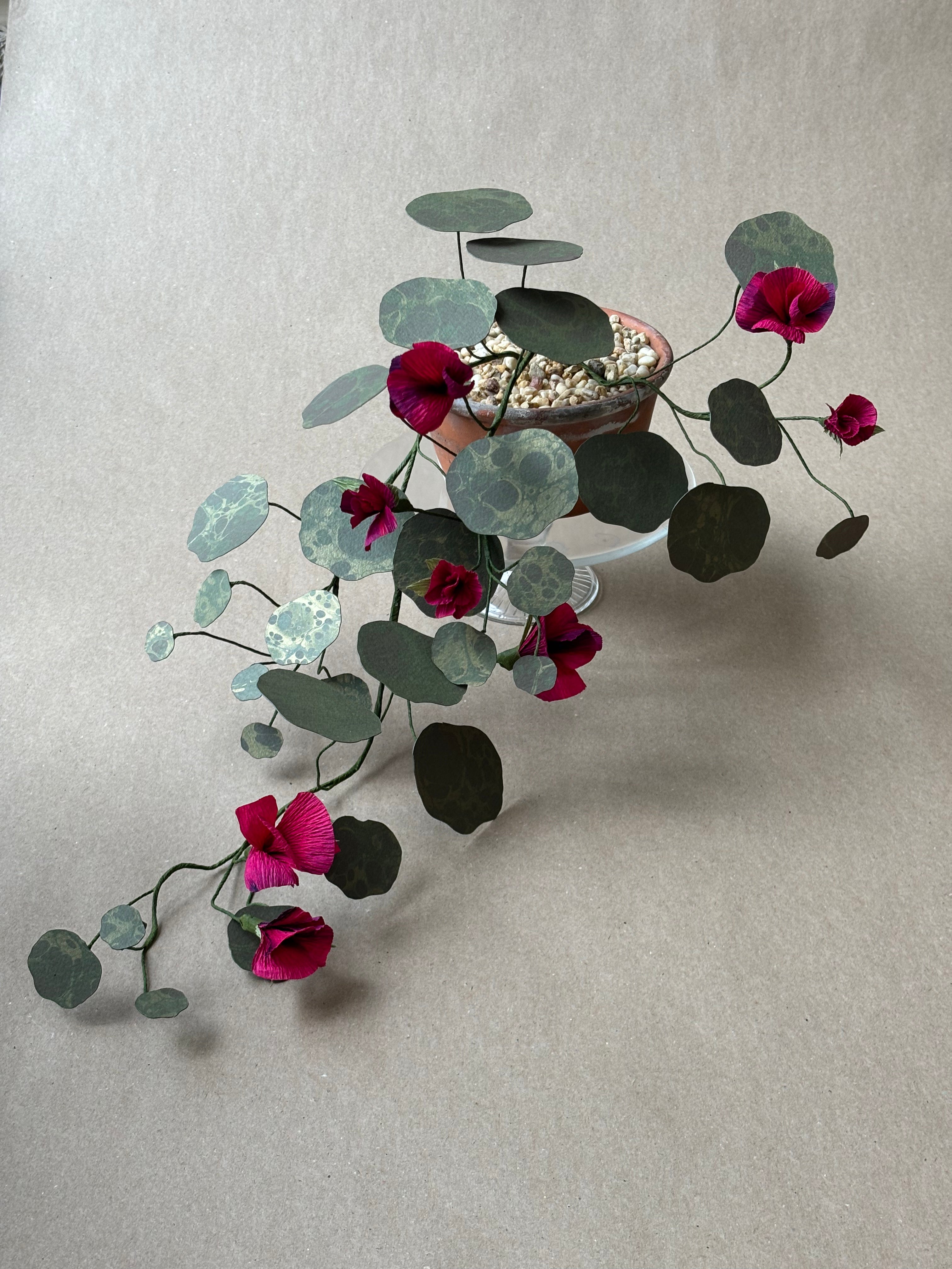 Nasturtium, trailing
