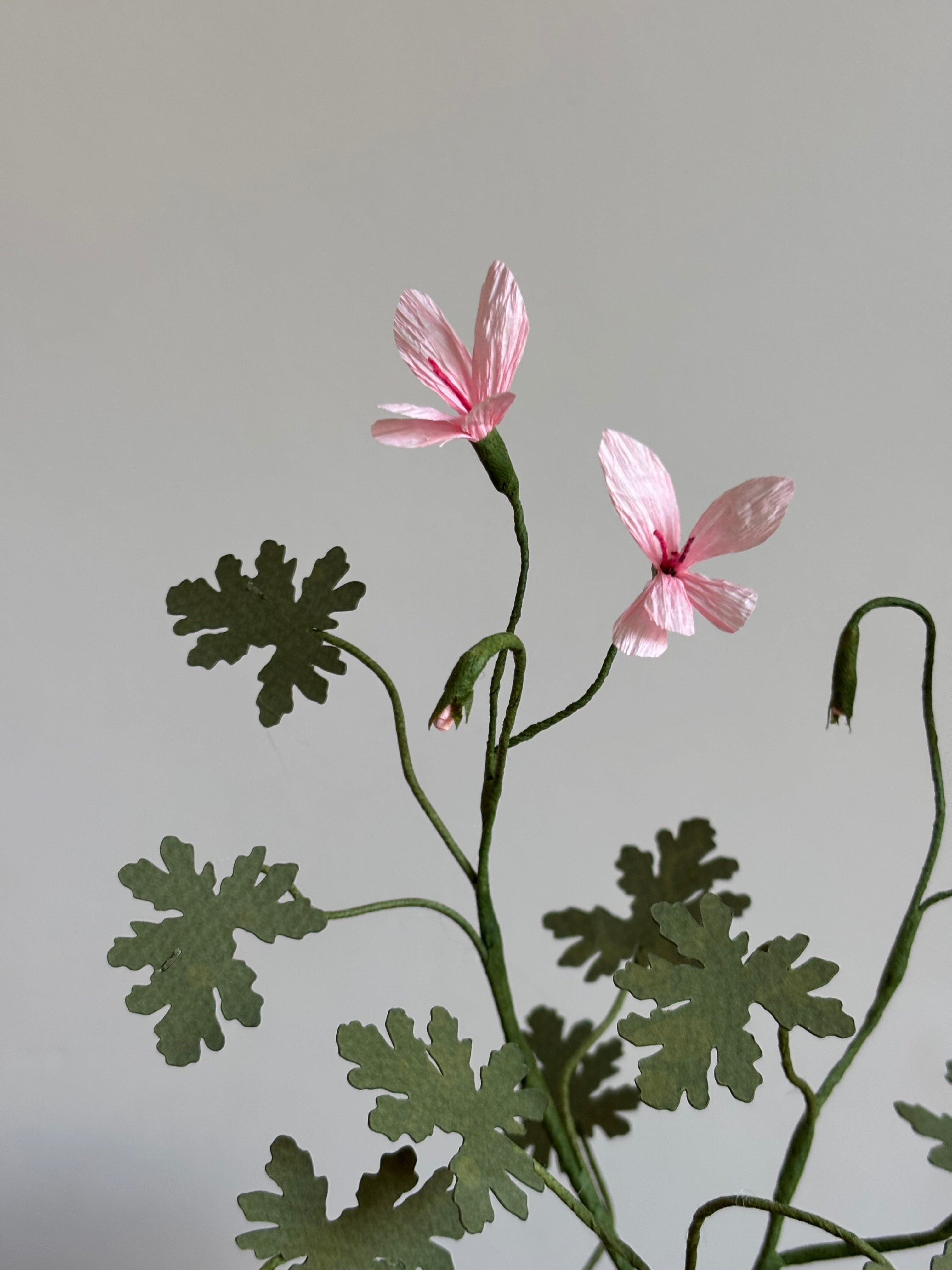 Paper Pelargonium, inspired by Pelargonium radens