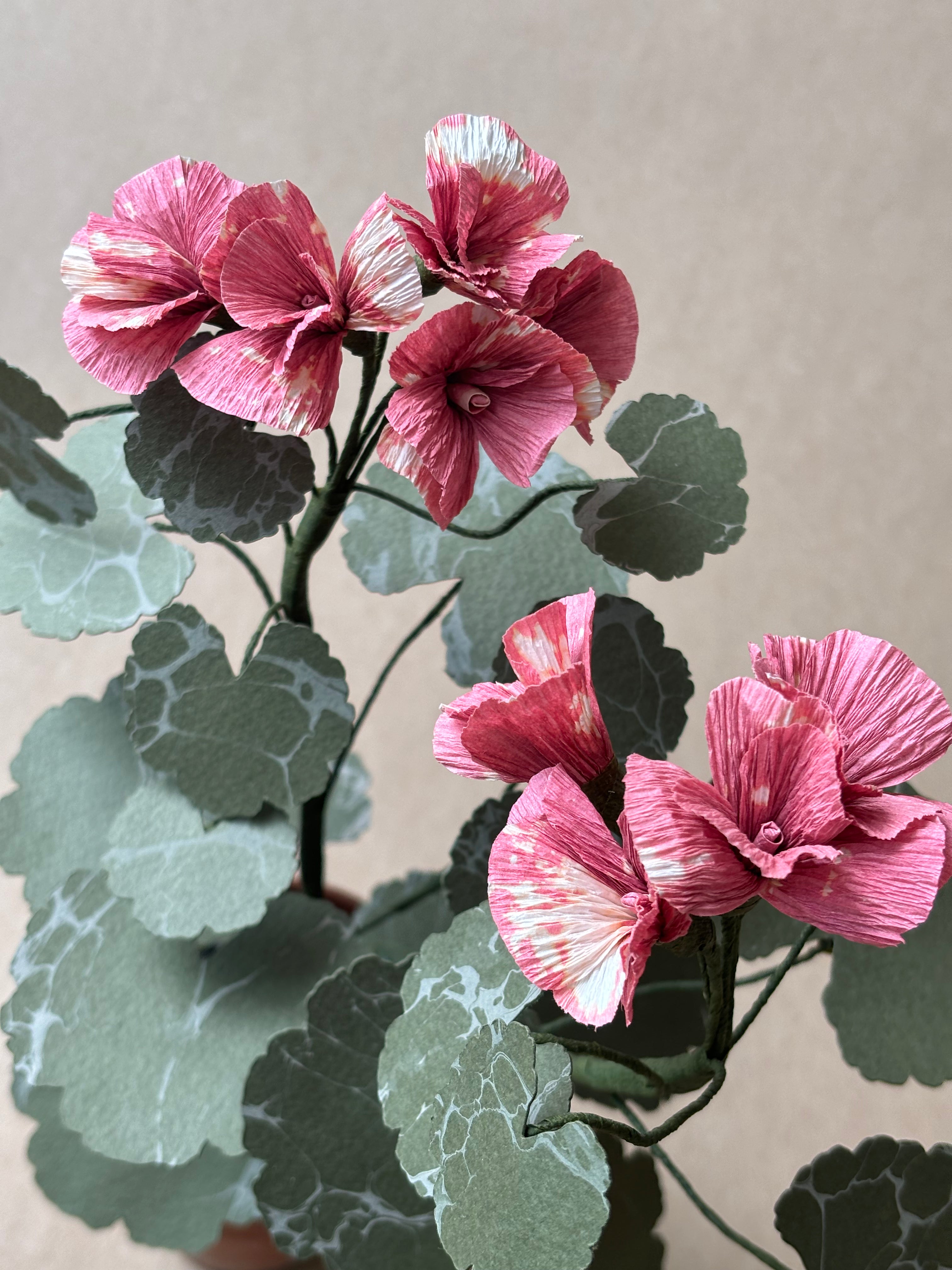 Geranium