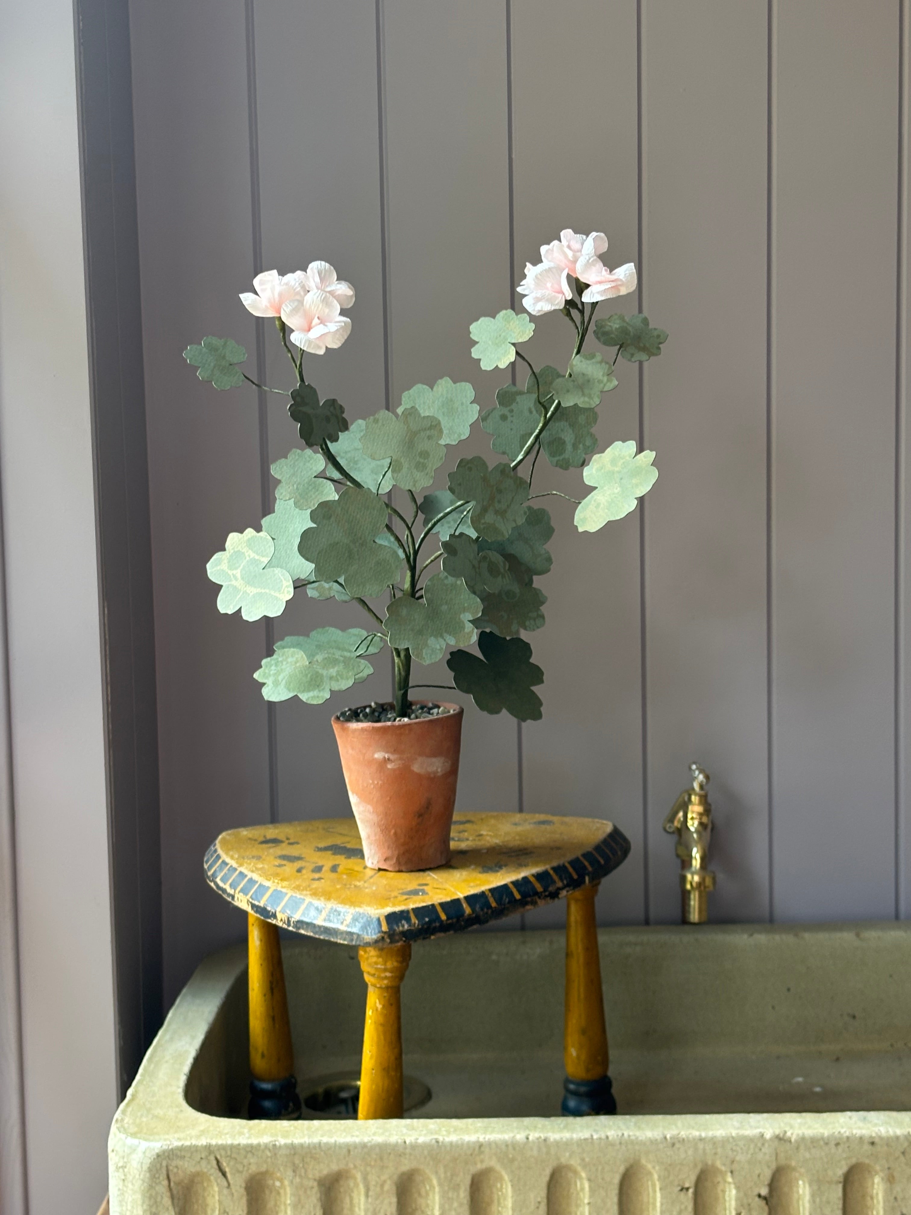 Paper geranium