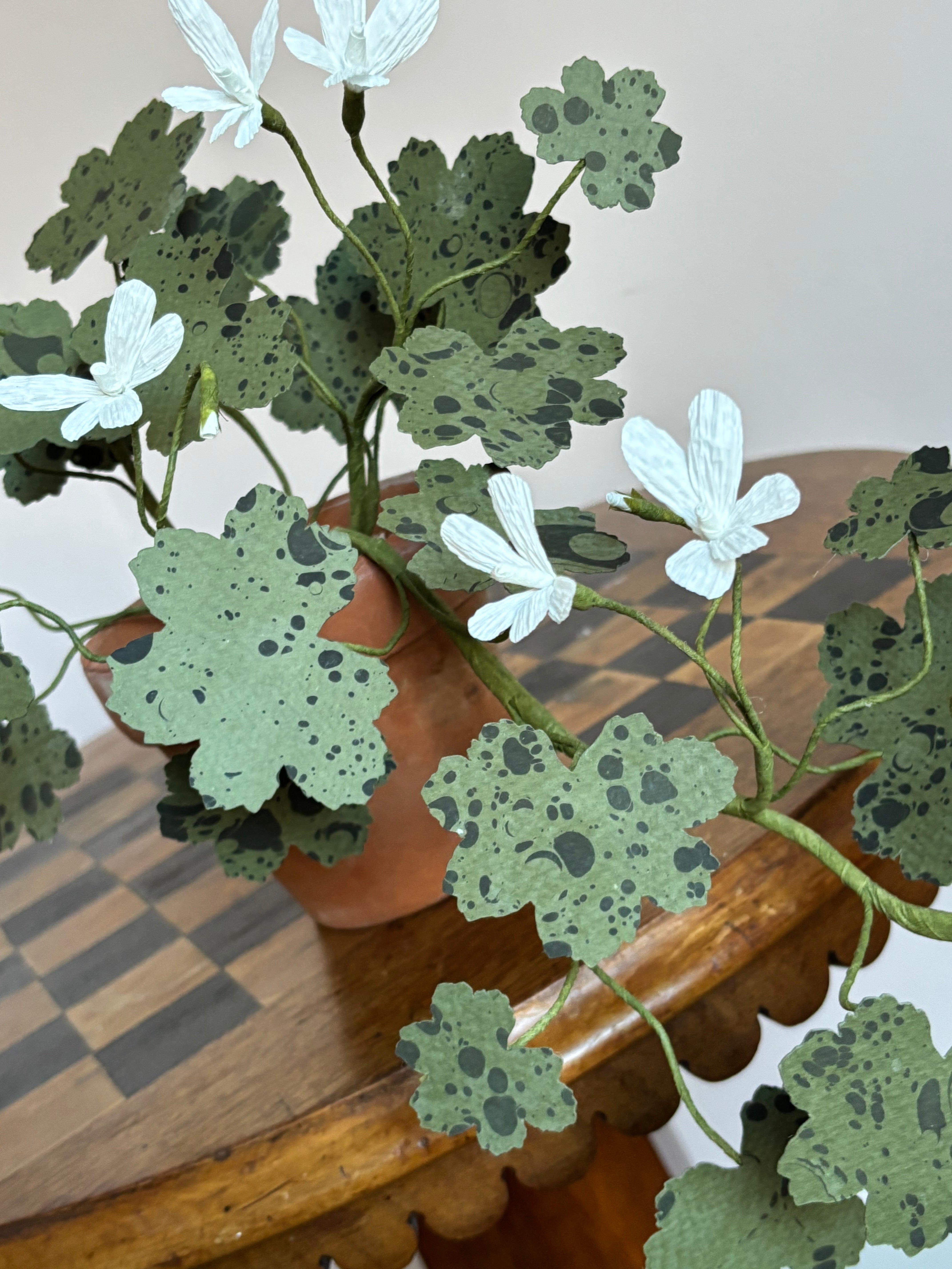 Paper Geranium, trailing