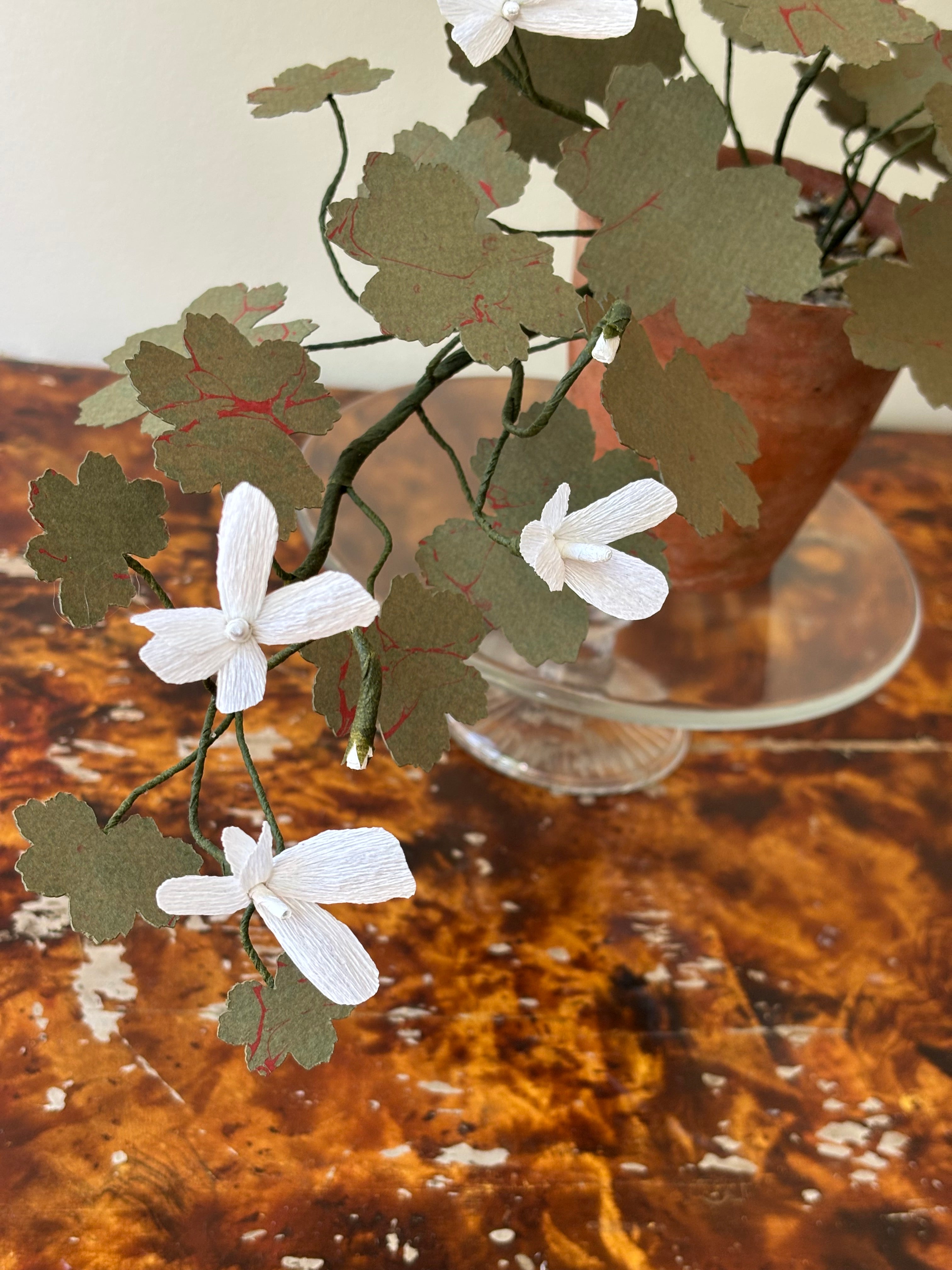 Geranium, trailing