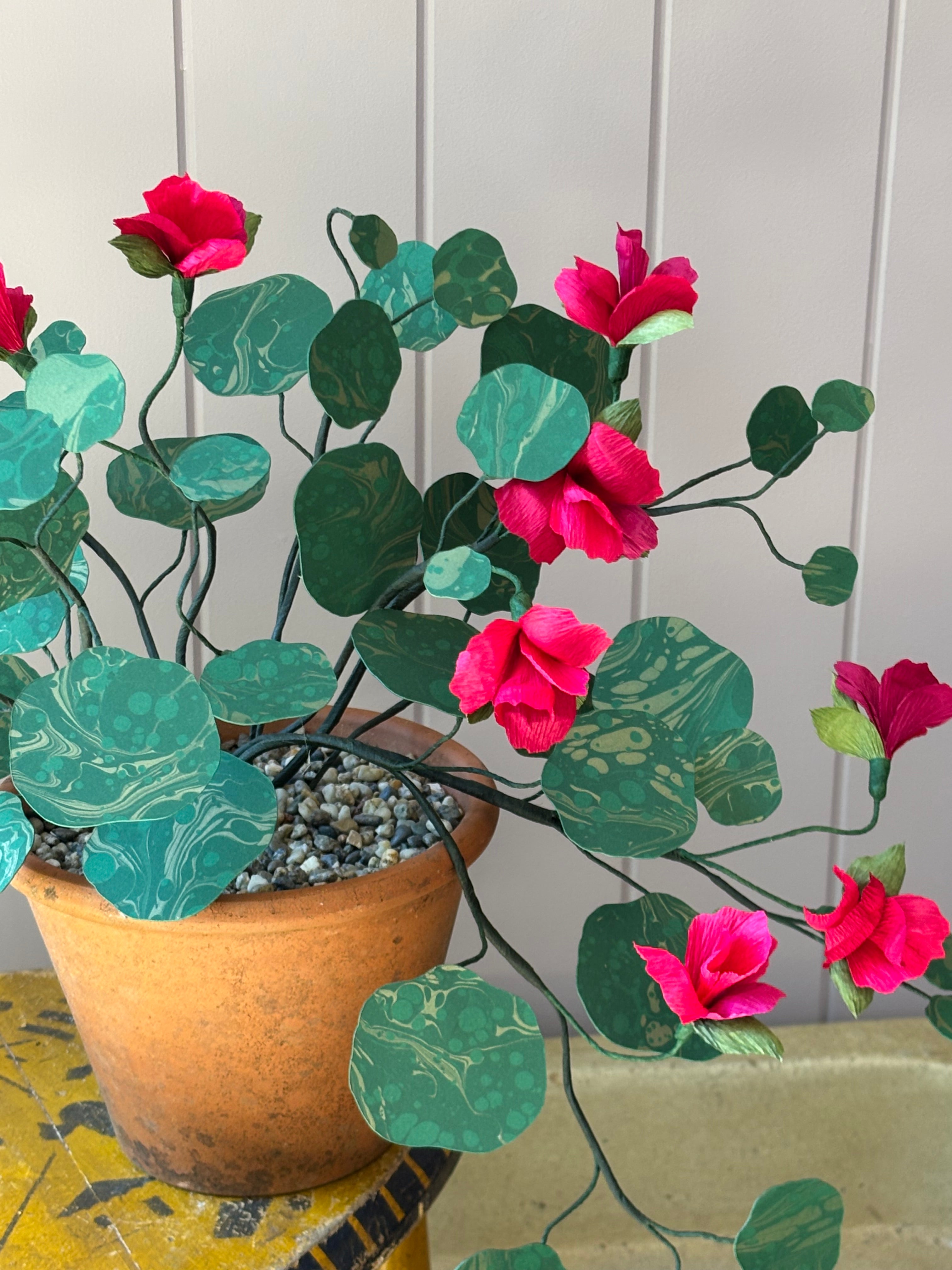 Paper Nasturtium, trailing