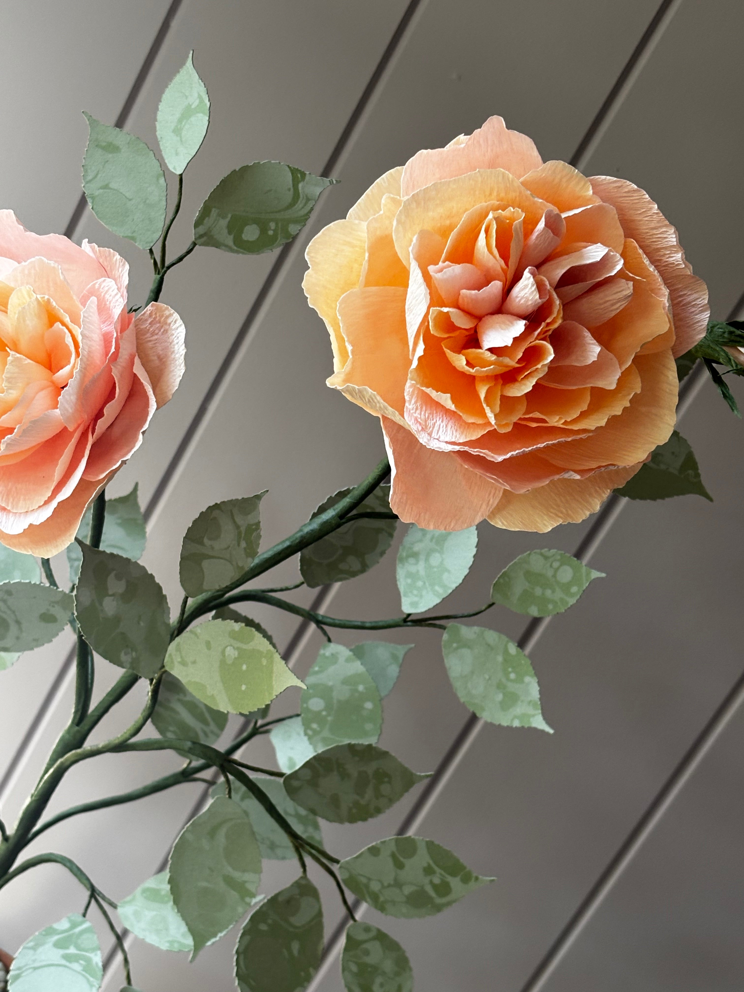 Paper Shrub Rose
