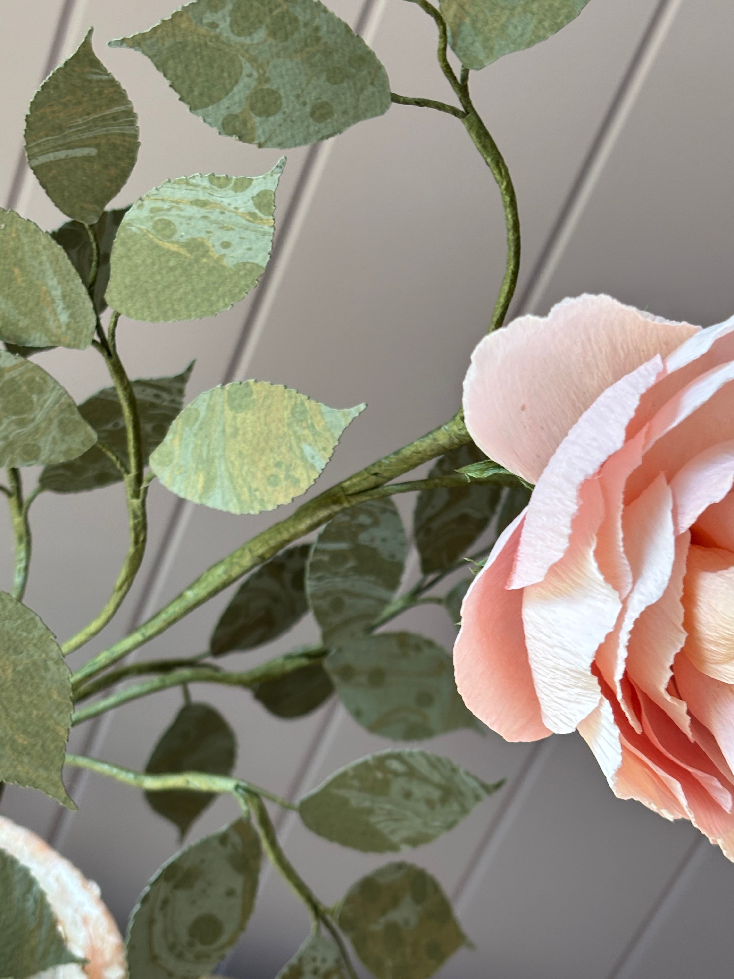 Paper Shrub Rose