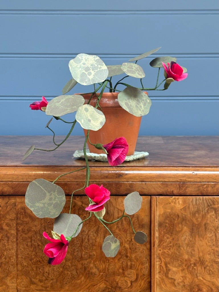 Nasturtium