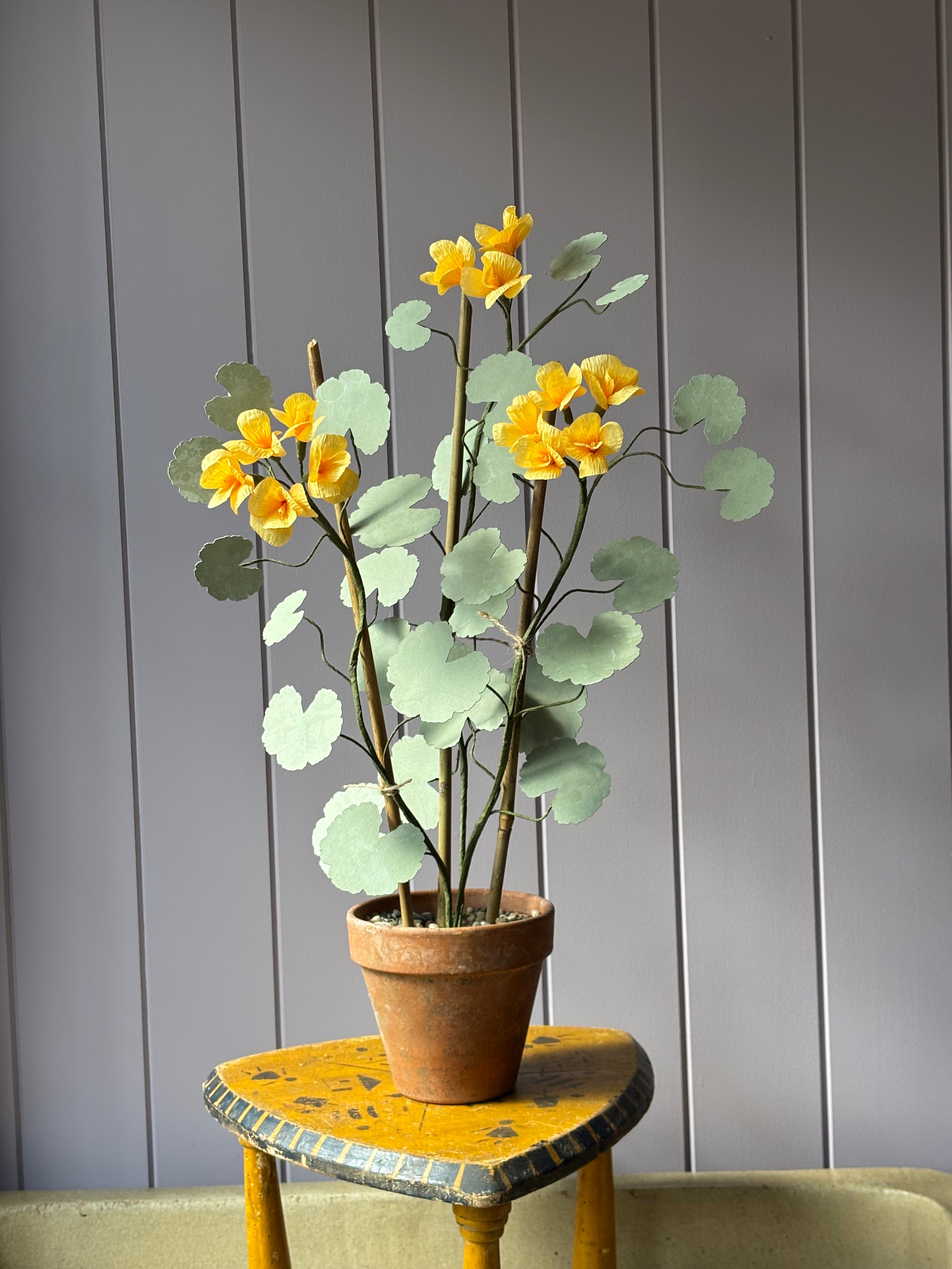 Paper geranium