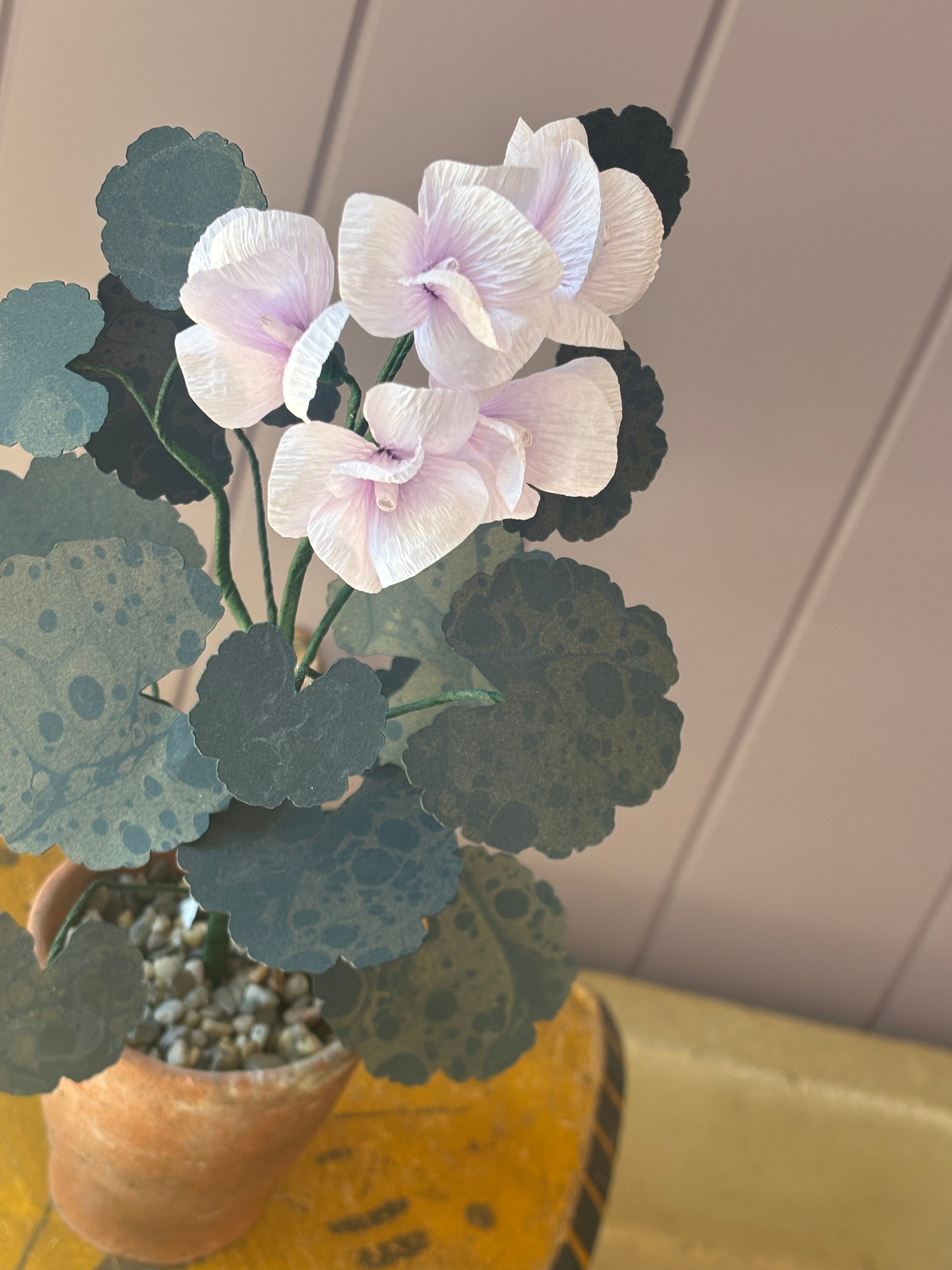 Paper geranium