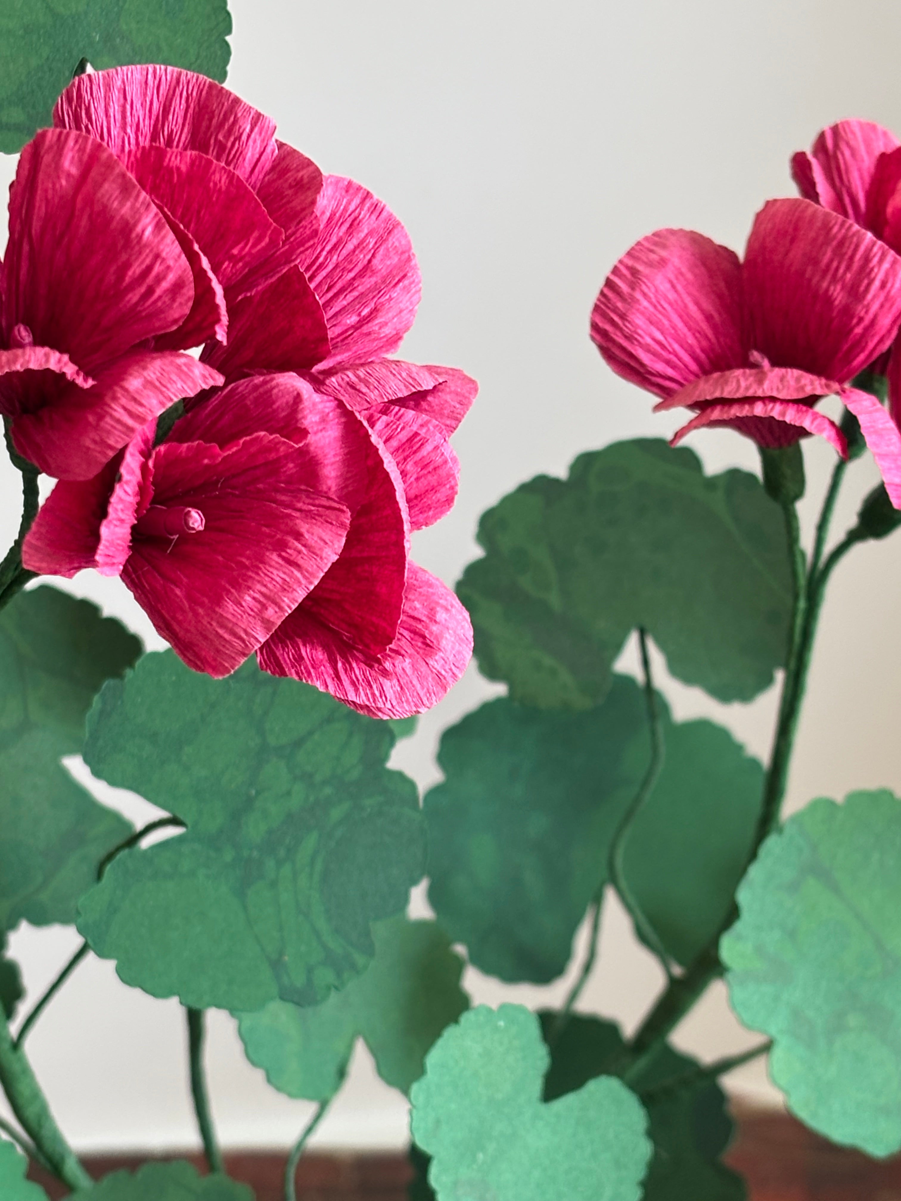 Paper Geranium
