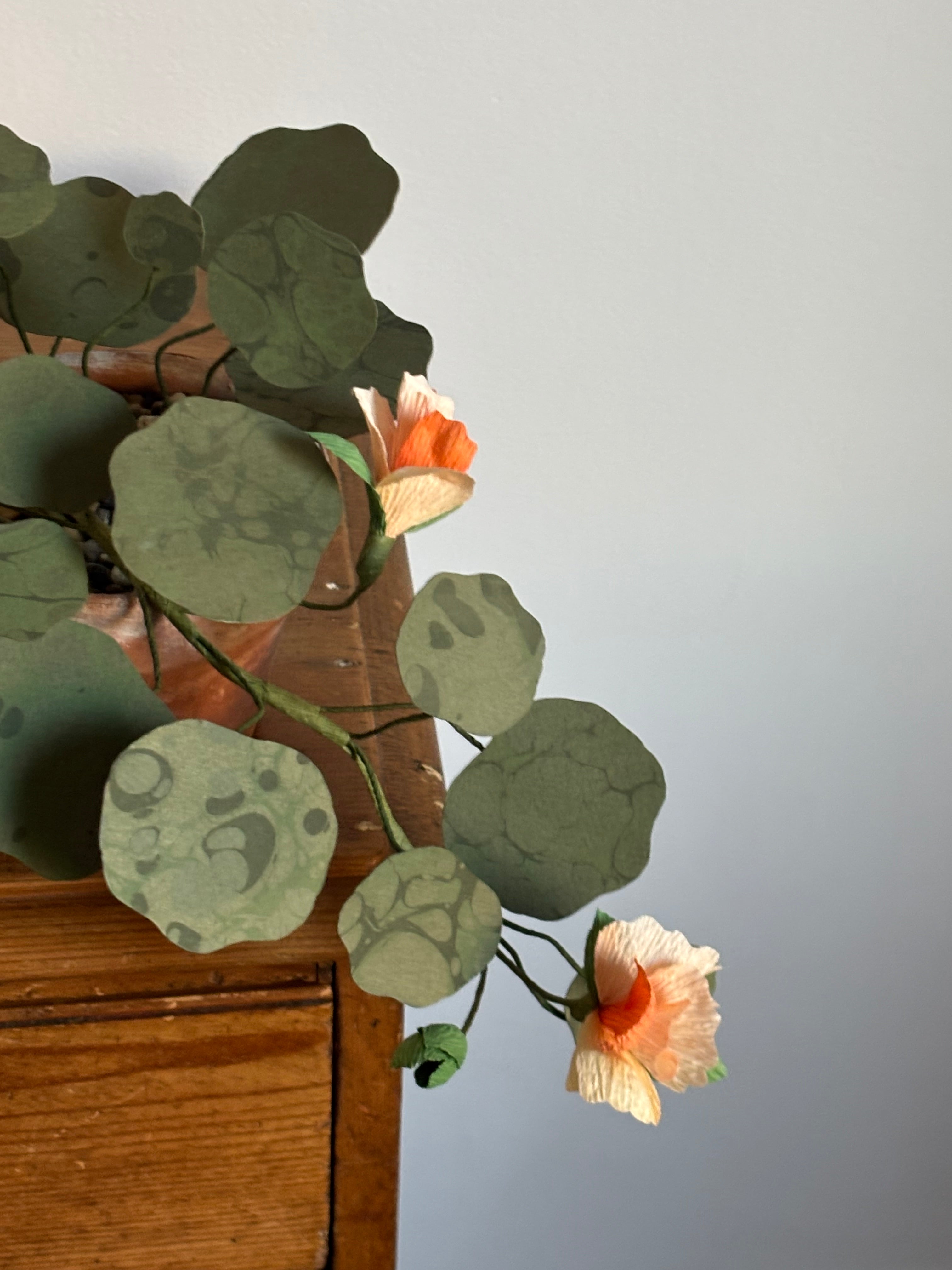 Nasturtium, trailing mini