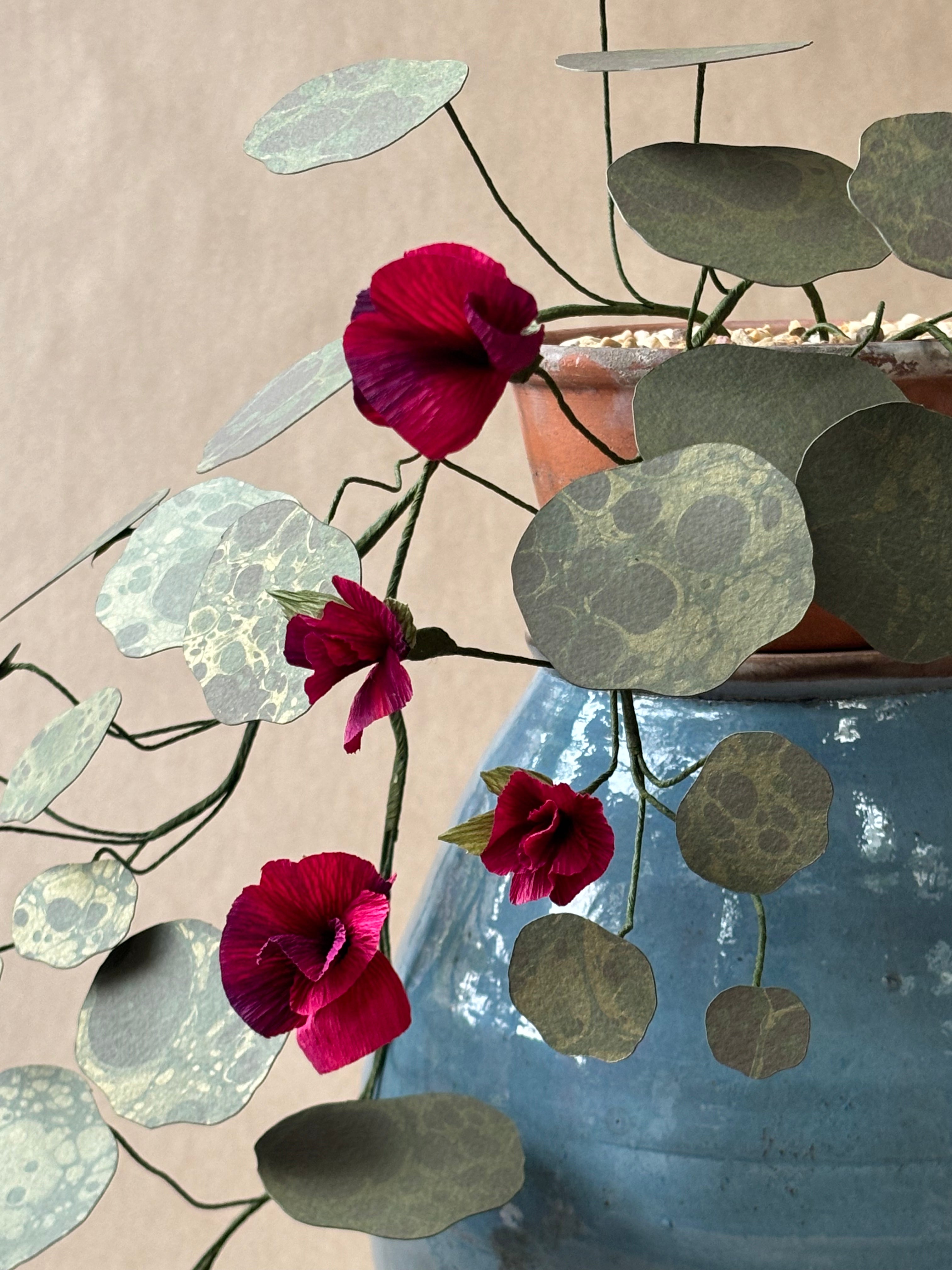 Nasturtium, trailing
