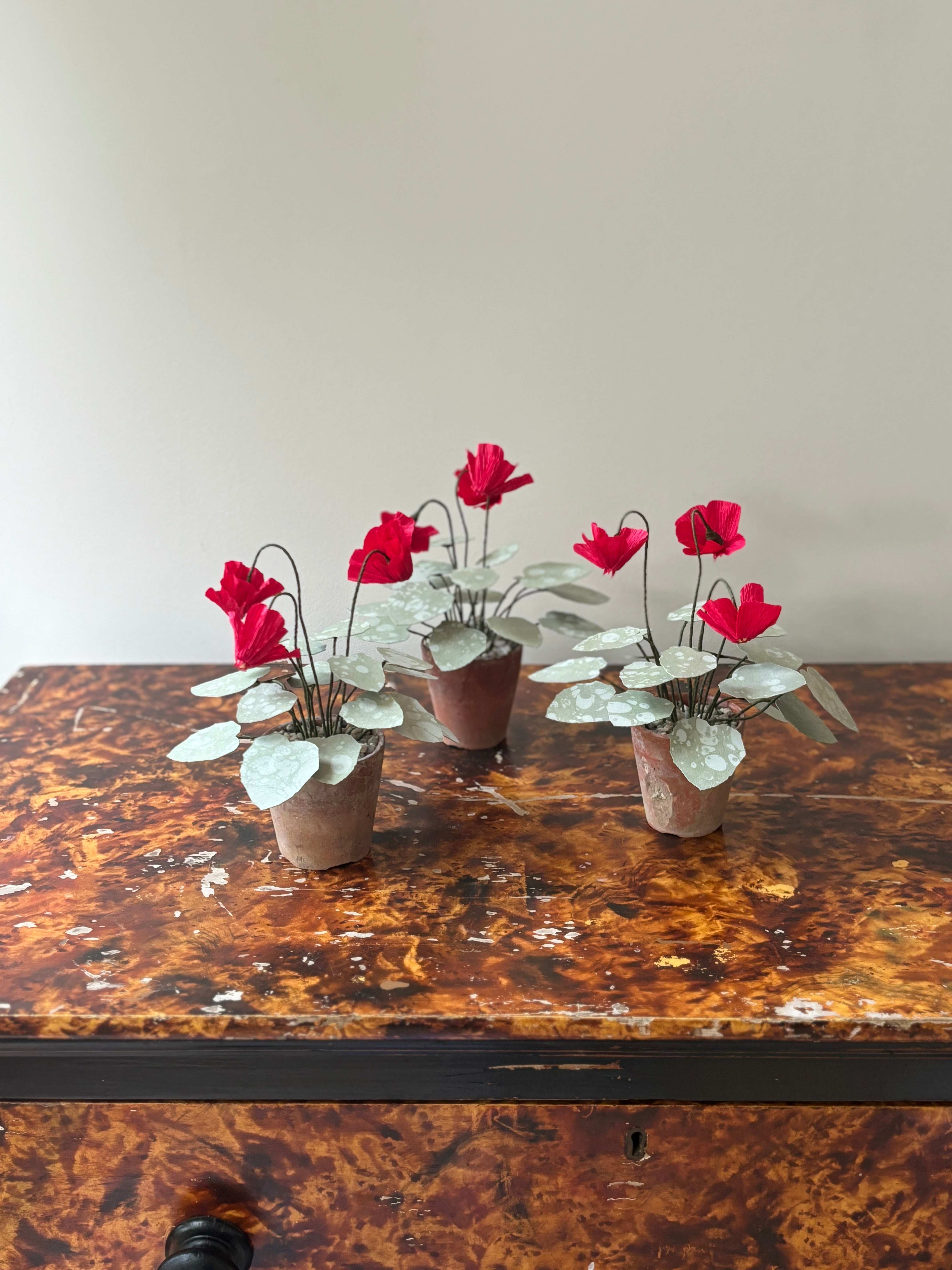 Cyclamen 3