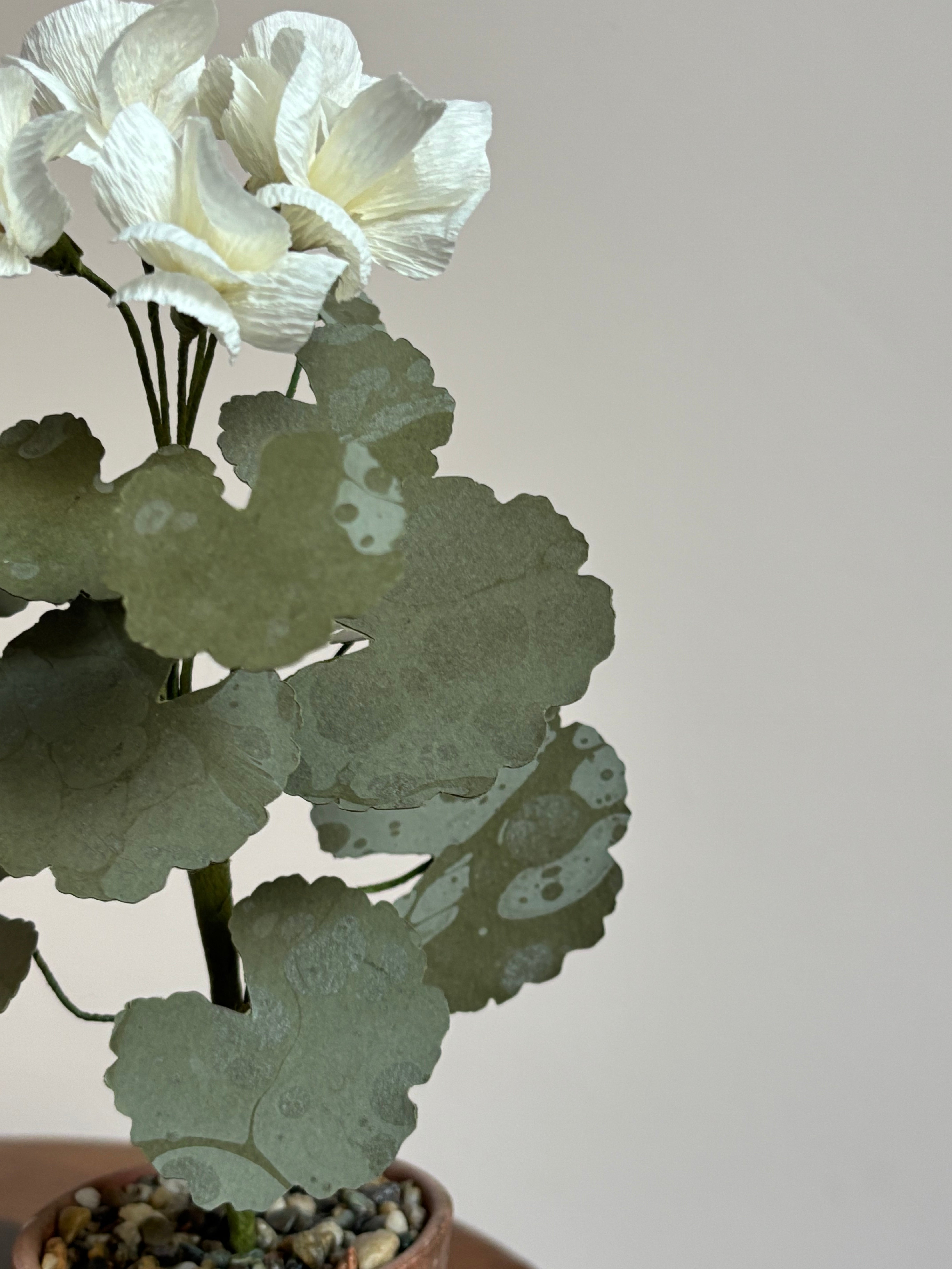 Paper Geranium