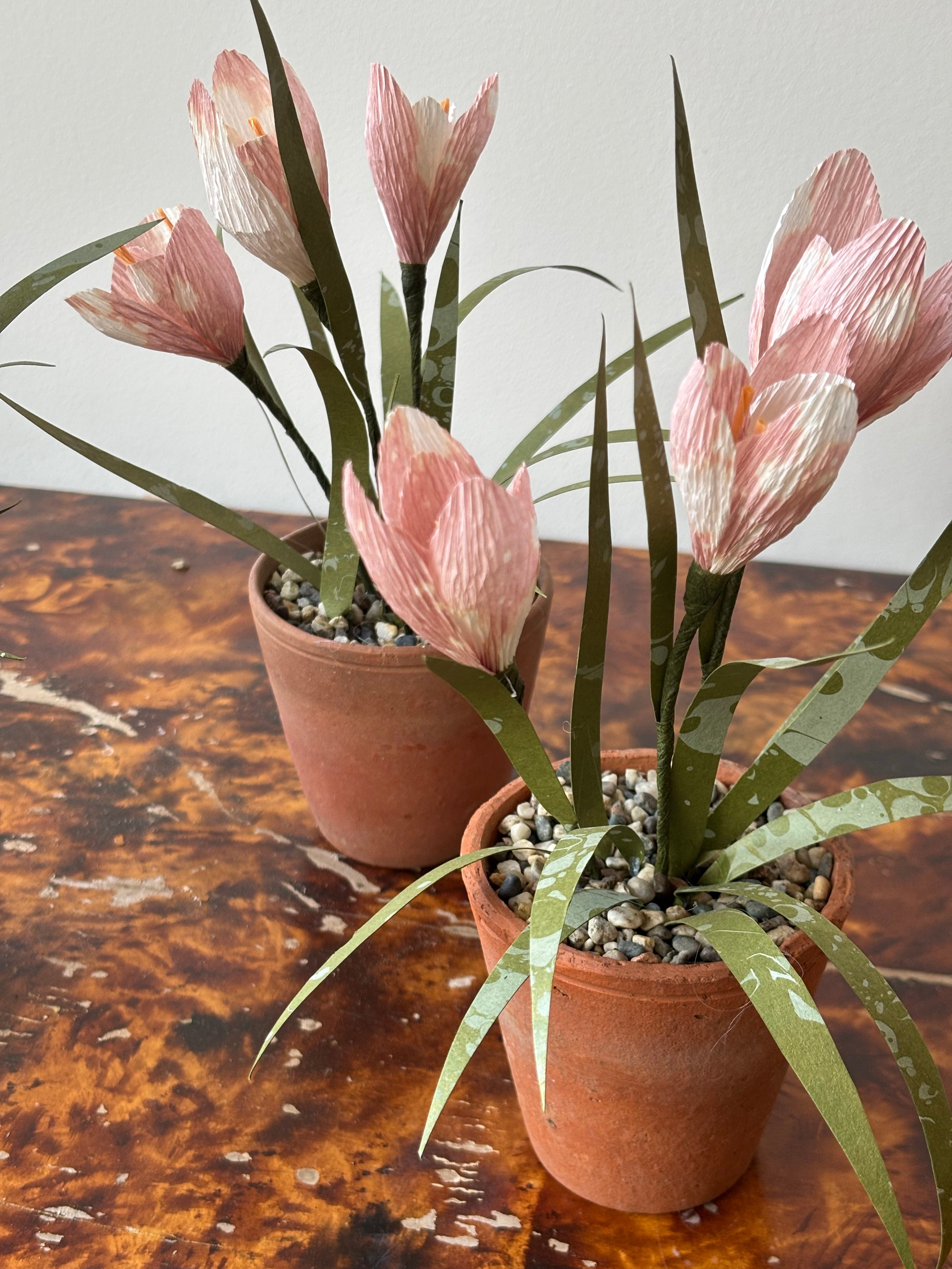 Paper crocus