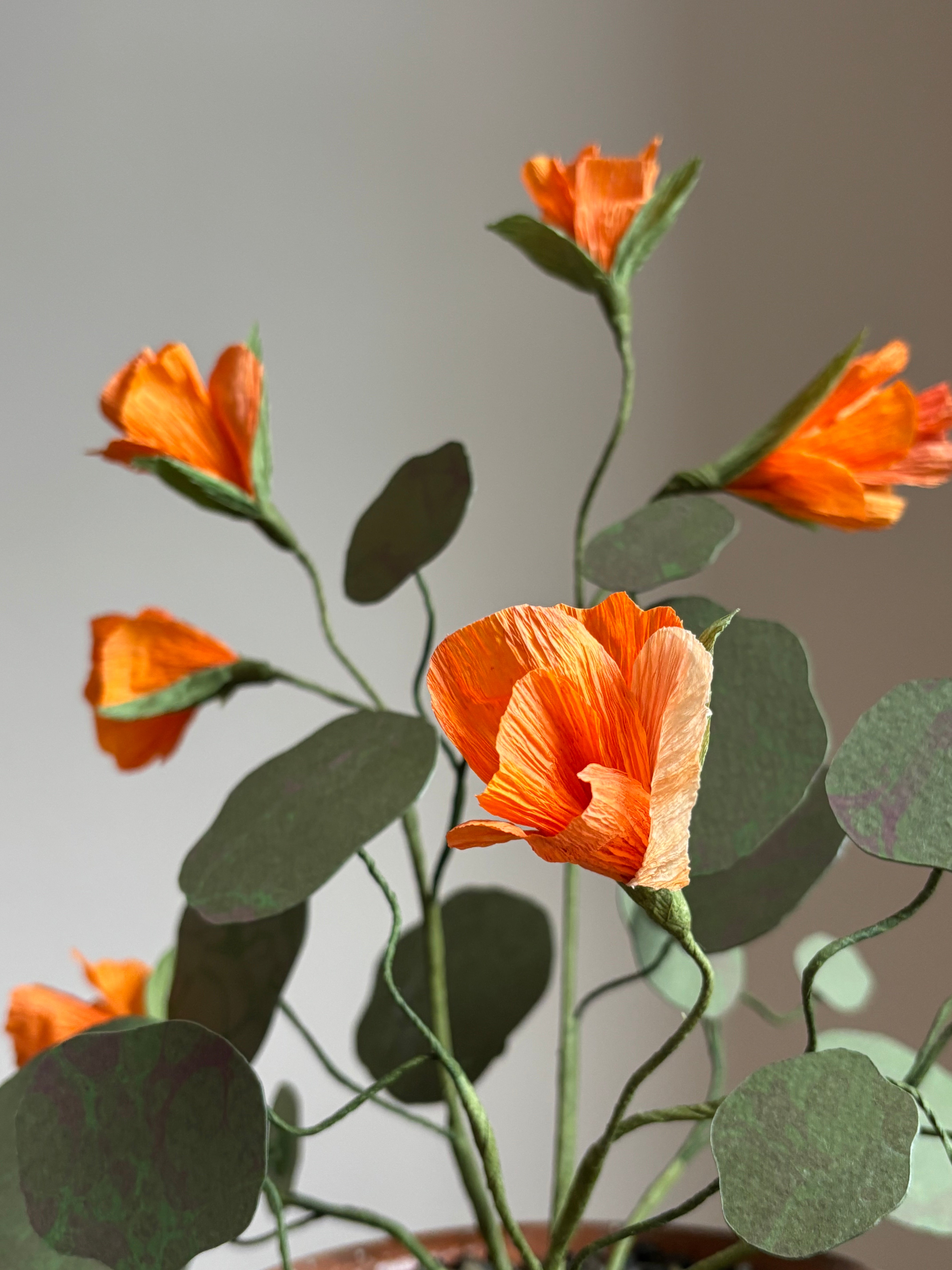 Nasturtium, trailing