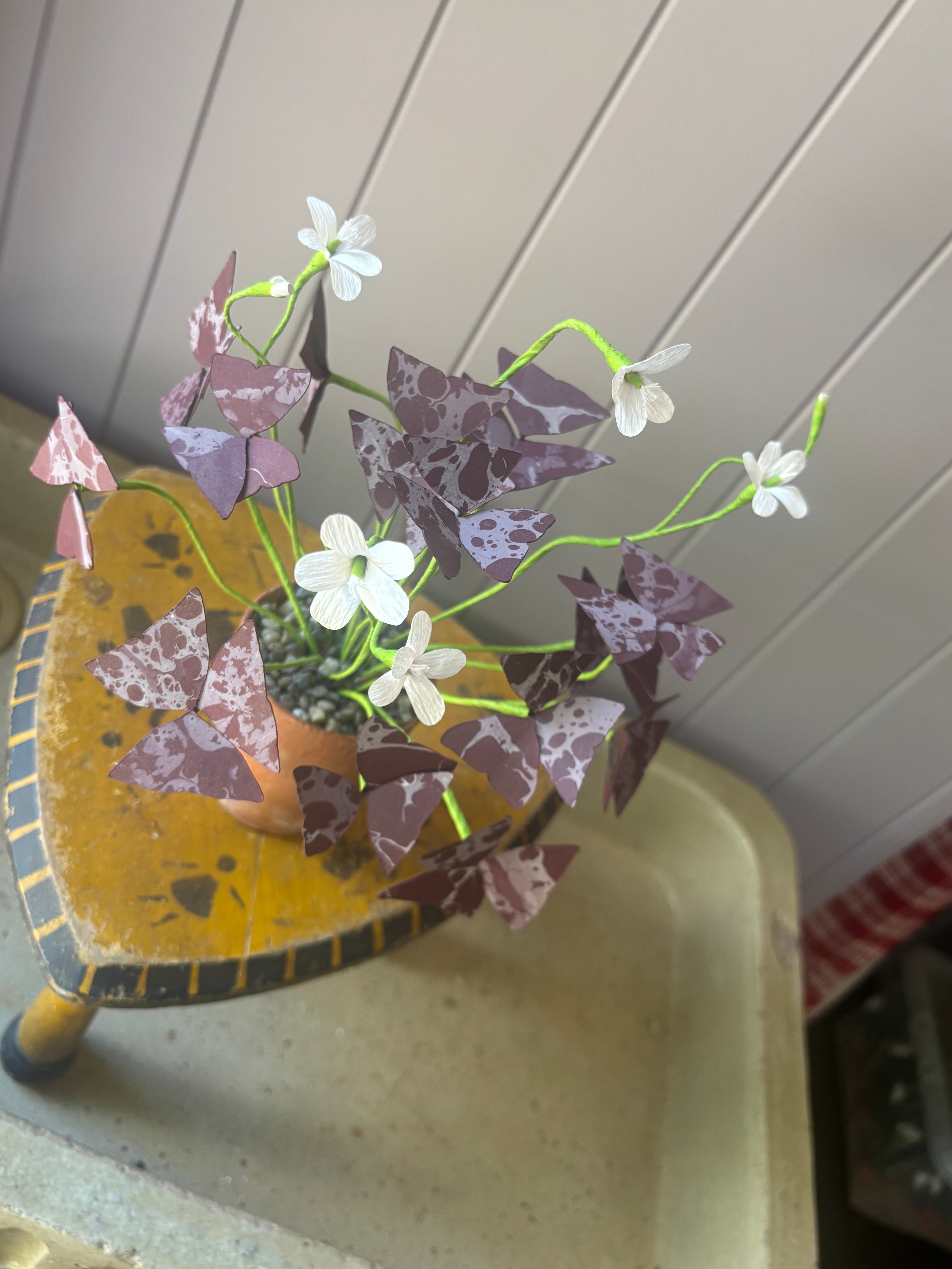 Paper Oxalis