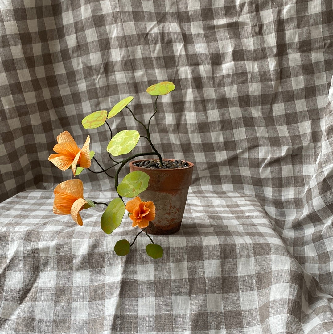 Paper Nasturtium