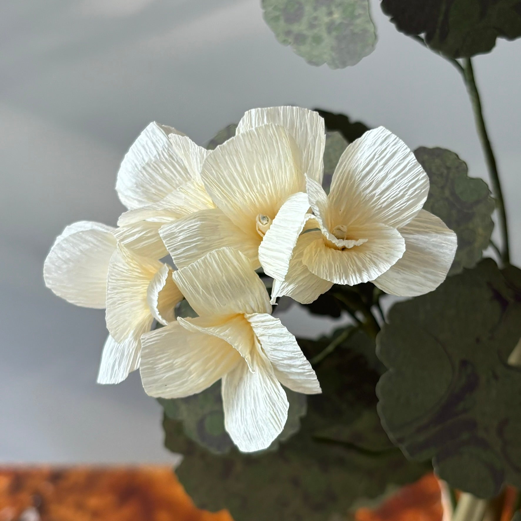 Paper Geranium