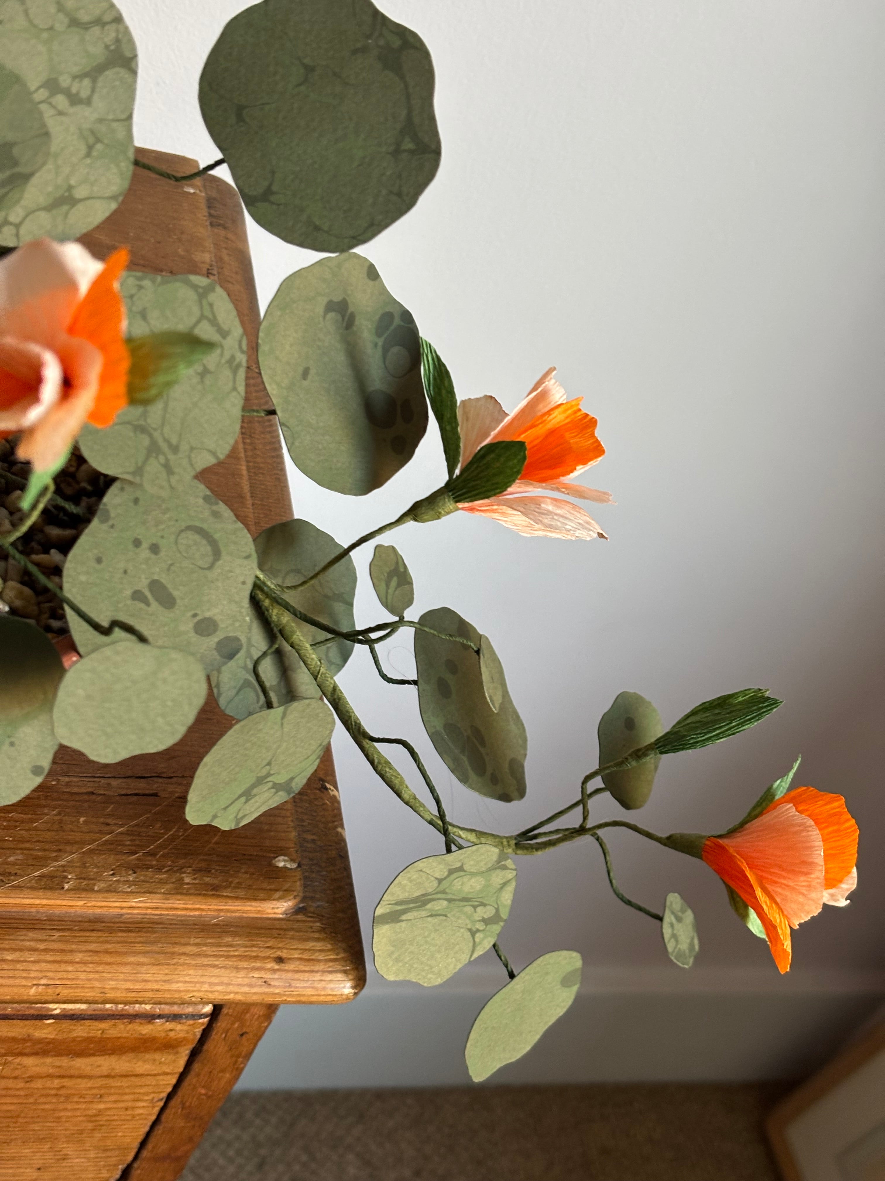 Nasturtium, trailing