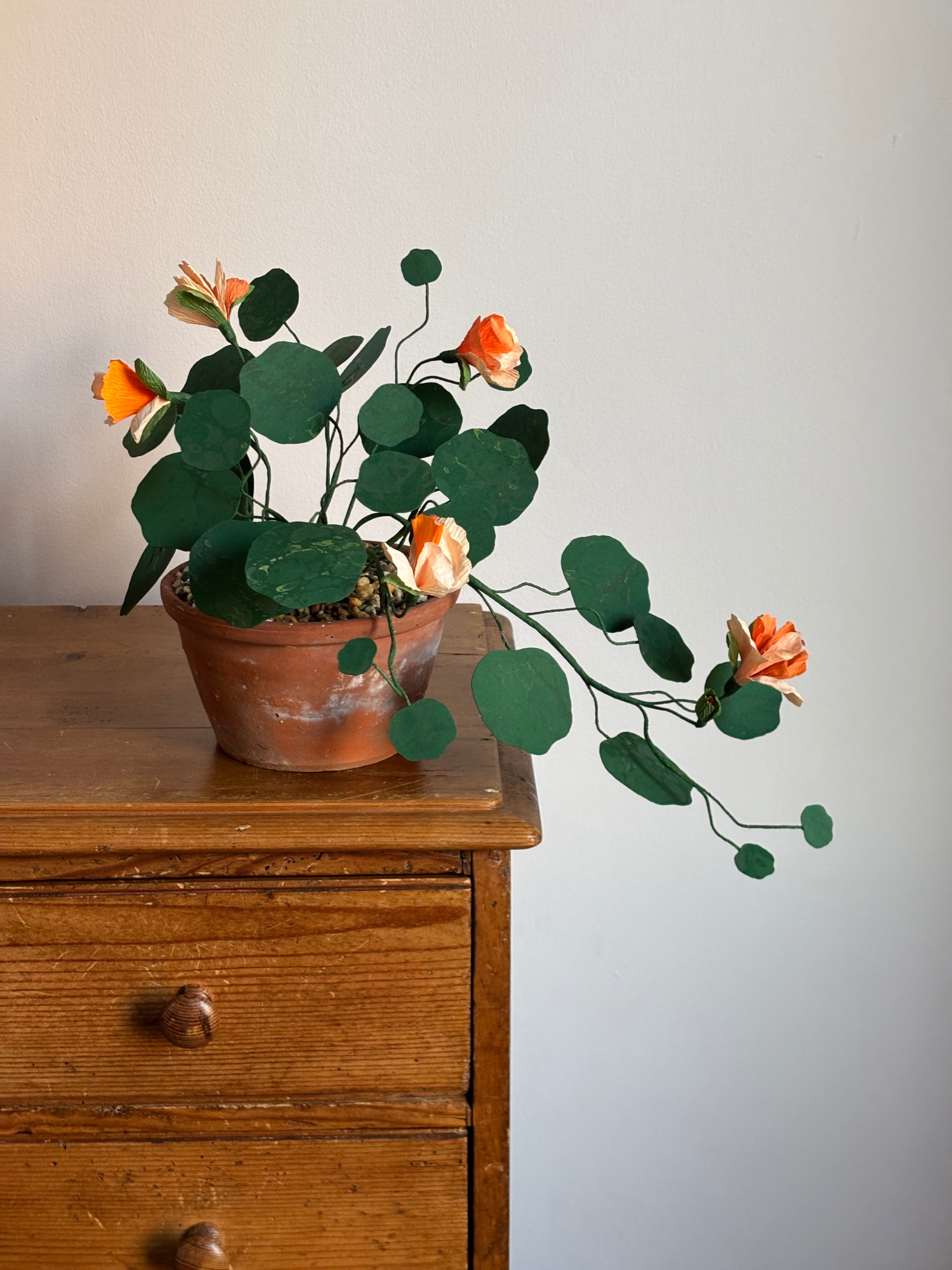 Nasturtium, trailing