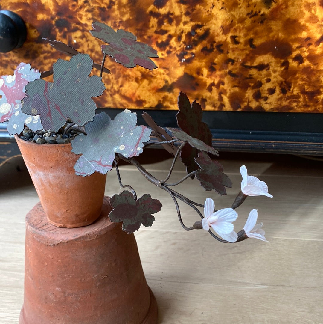 Paper Geranium trailing