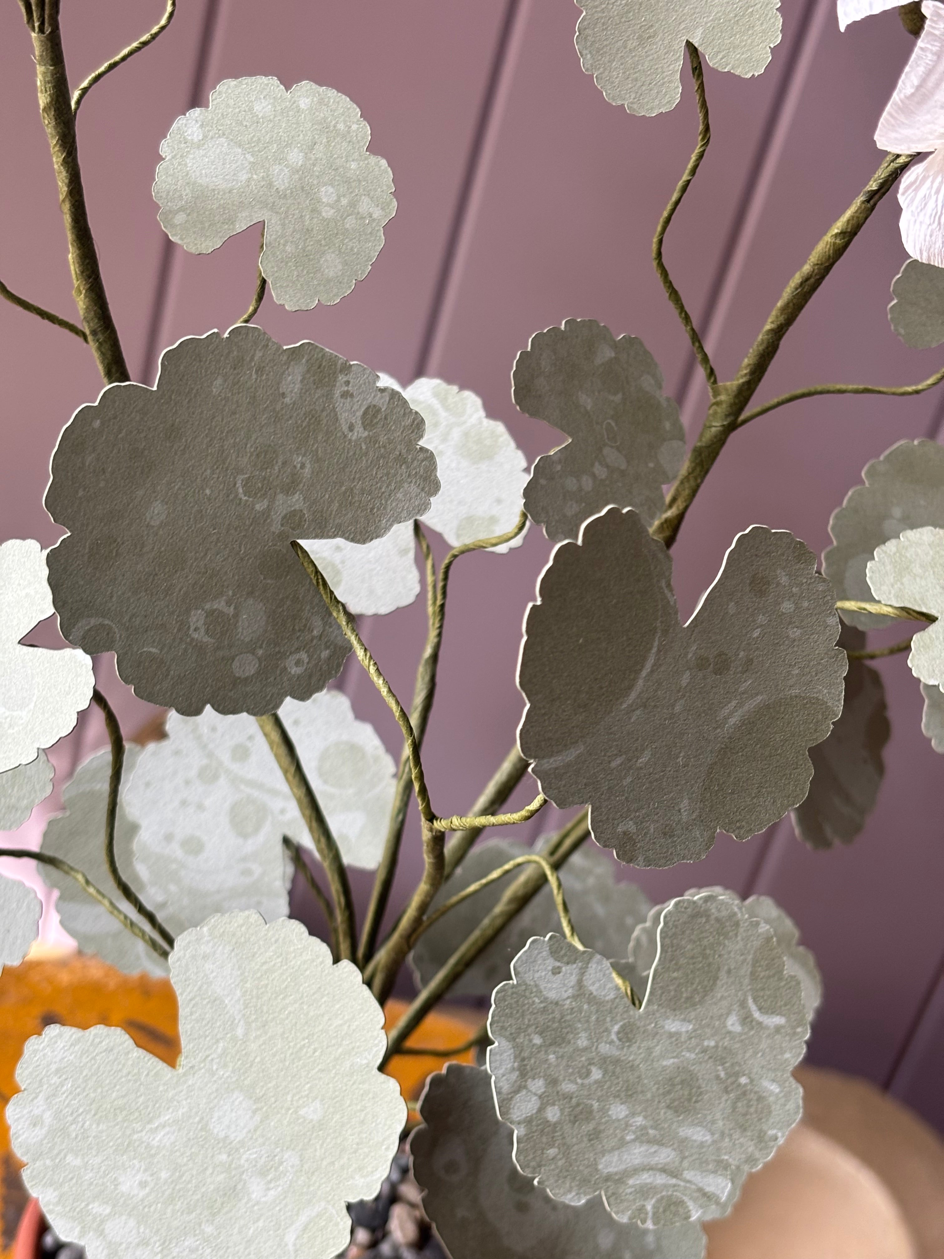 Paper geranium