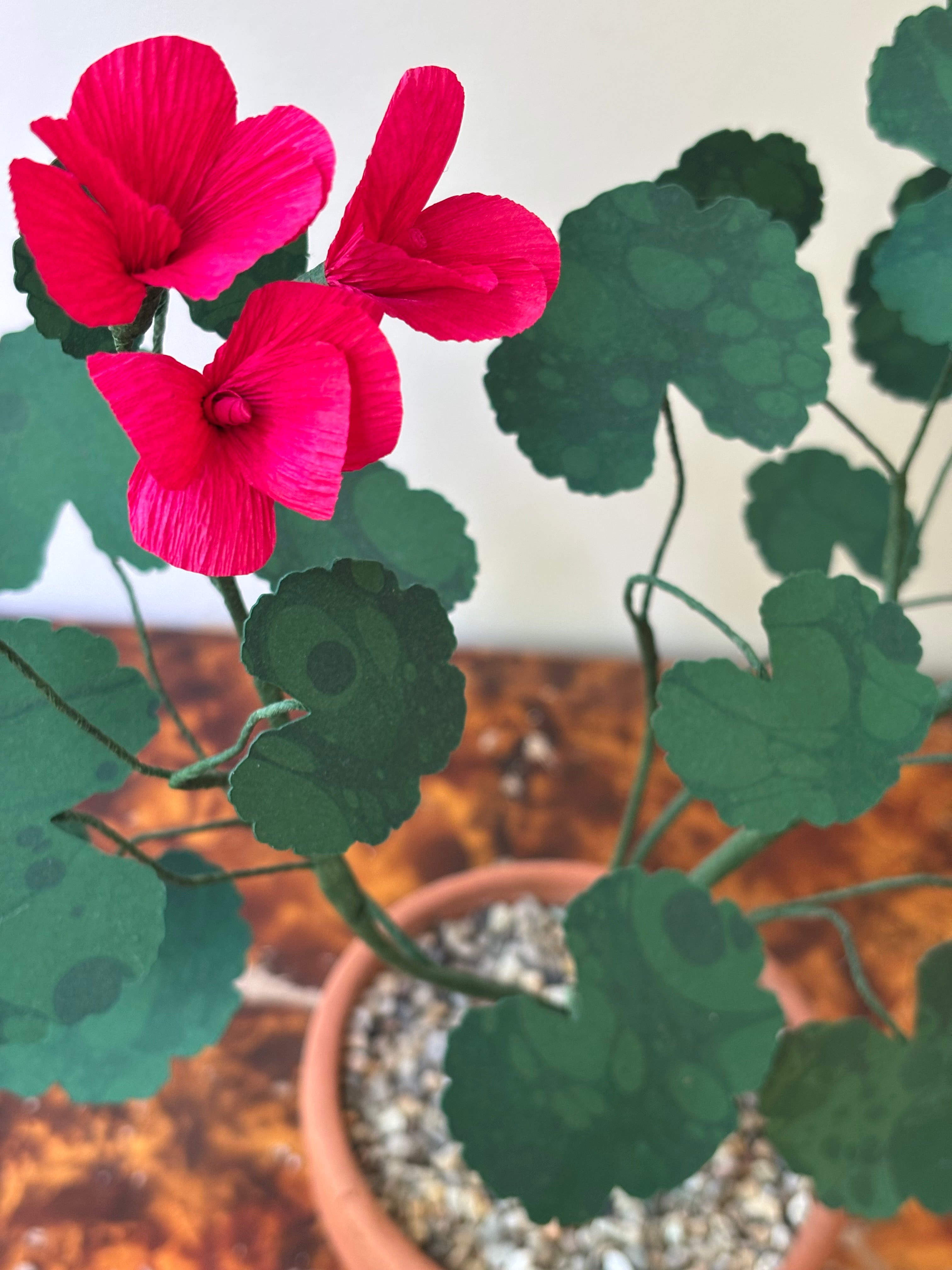 Paper Geranium